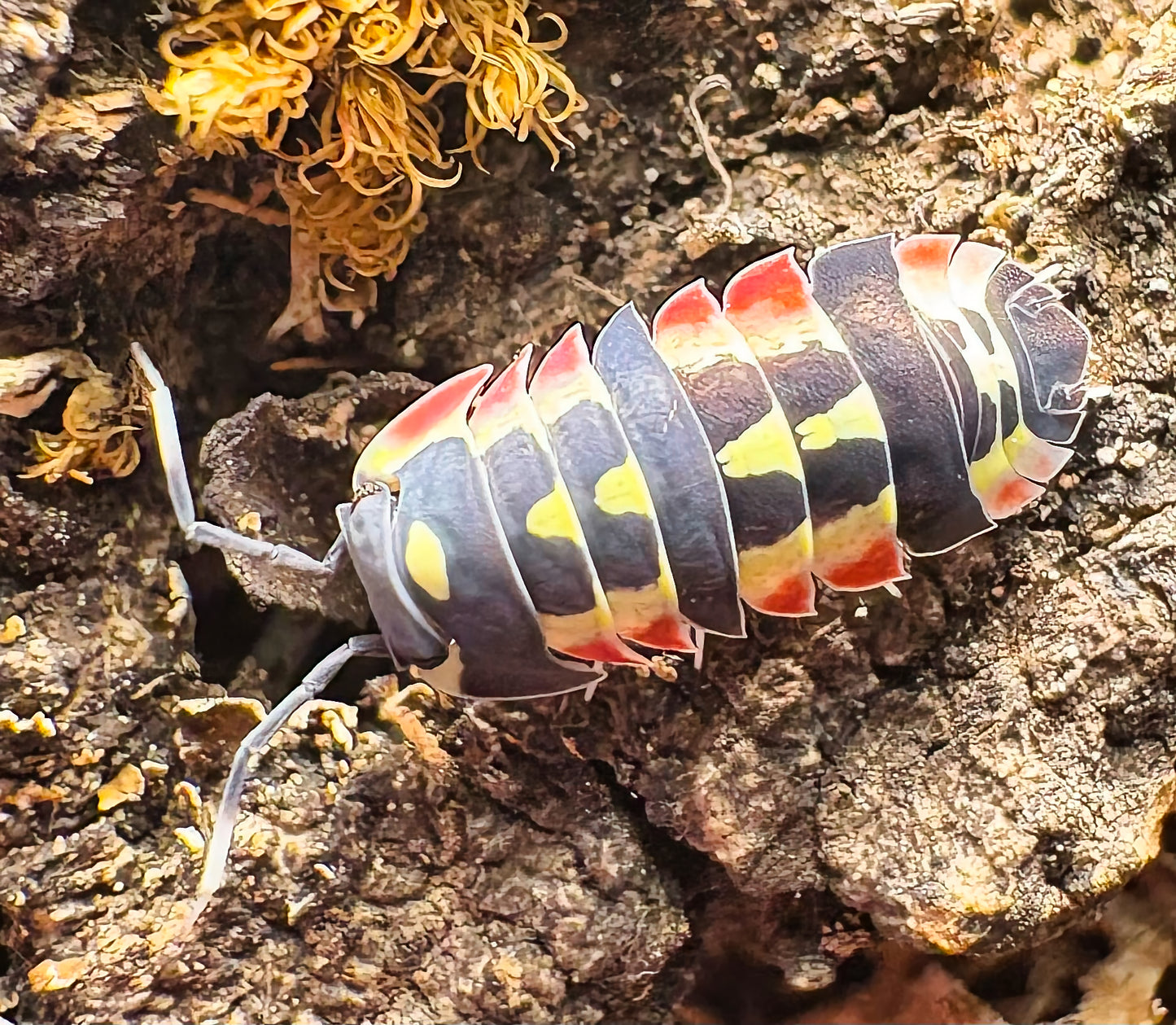 Ardentiella sp "Red Diablo"