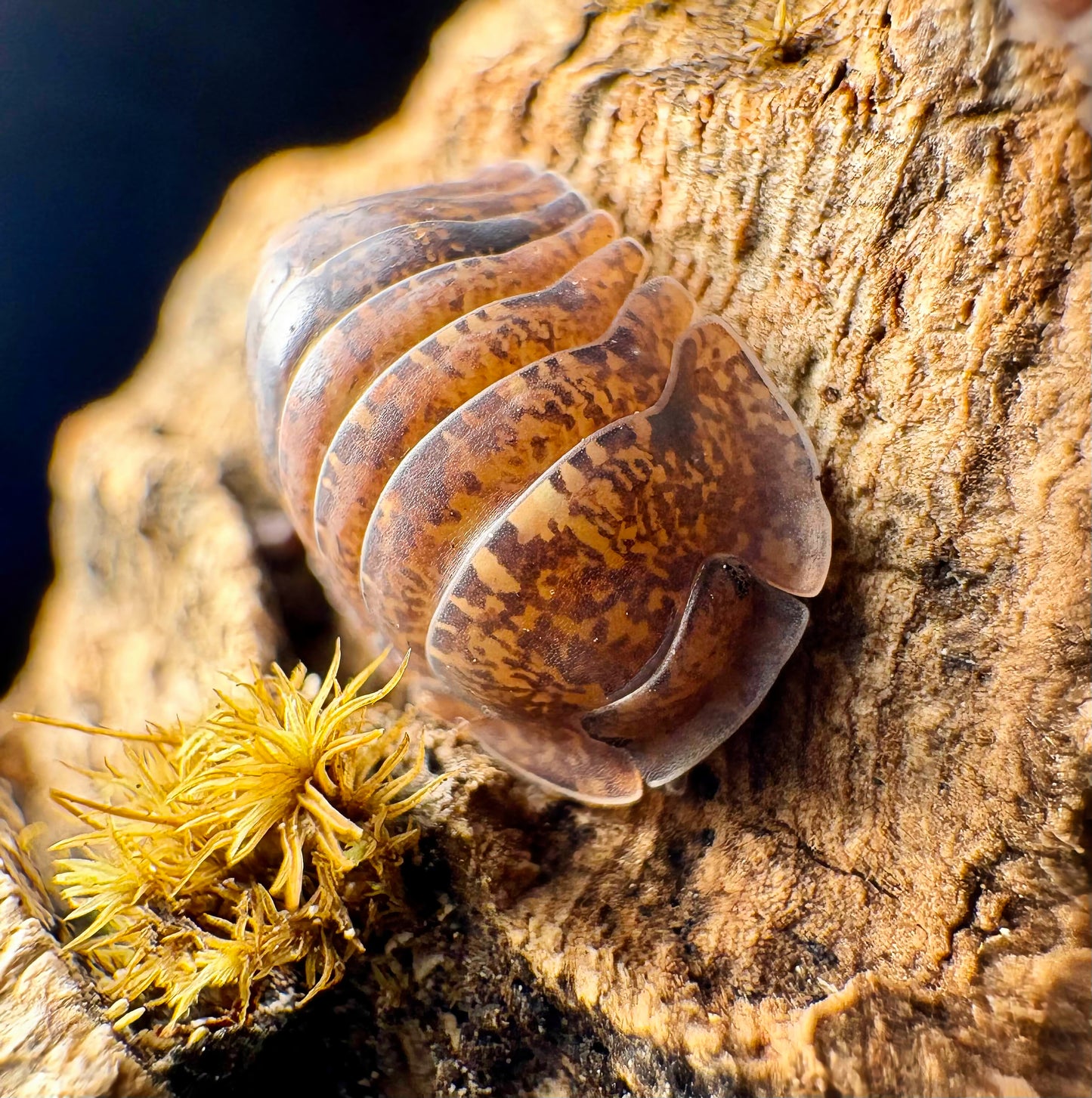 Filipinodillo sp "Giant Banahao"