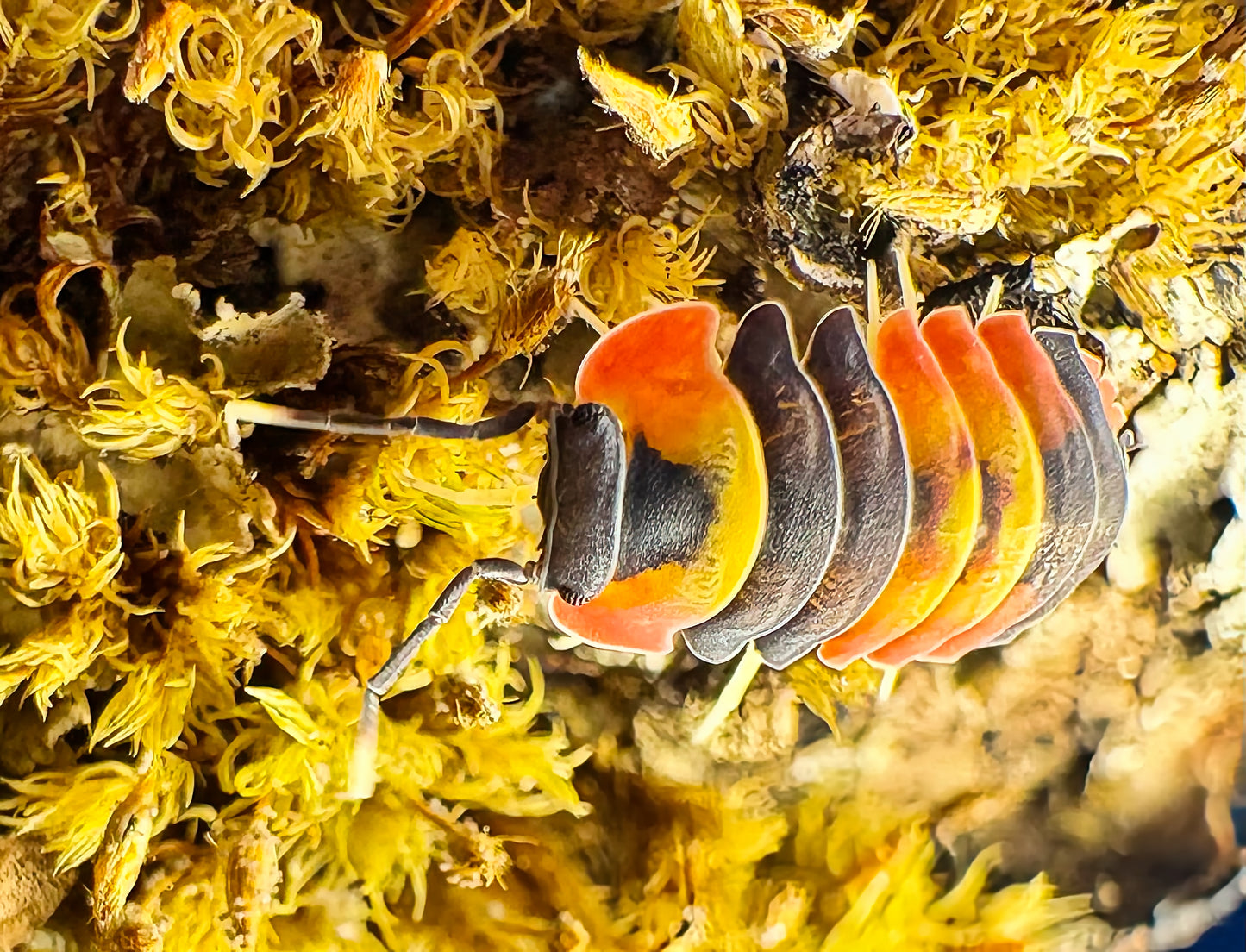 Ardentiella sp "Blister Fire"