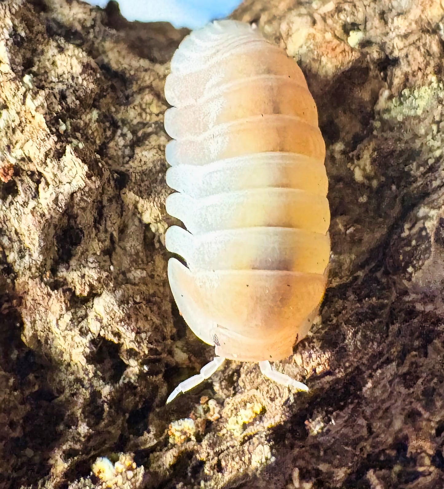 Cubaris sp "Pink Panda King"