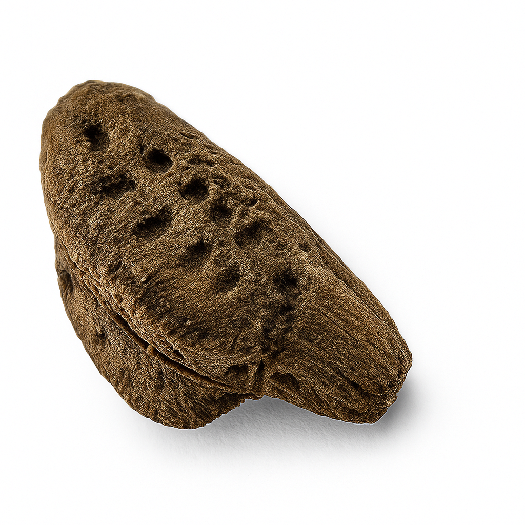 Pulchriphyllium giganteum "Taph Hills" Eggs
