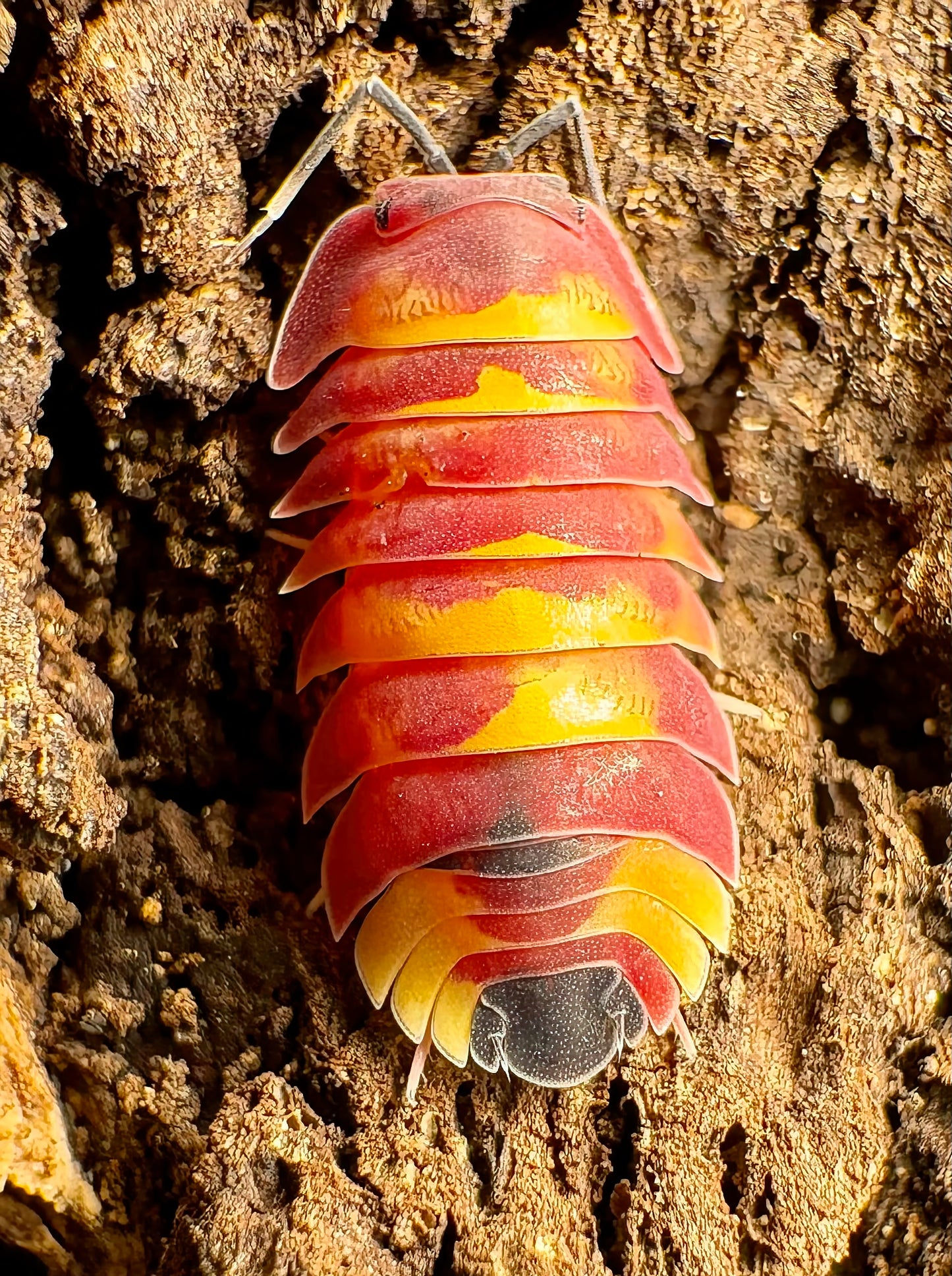 Ardentiella sp "Scarlet"
