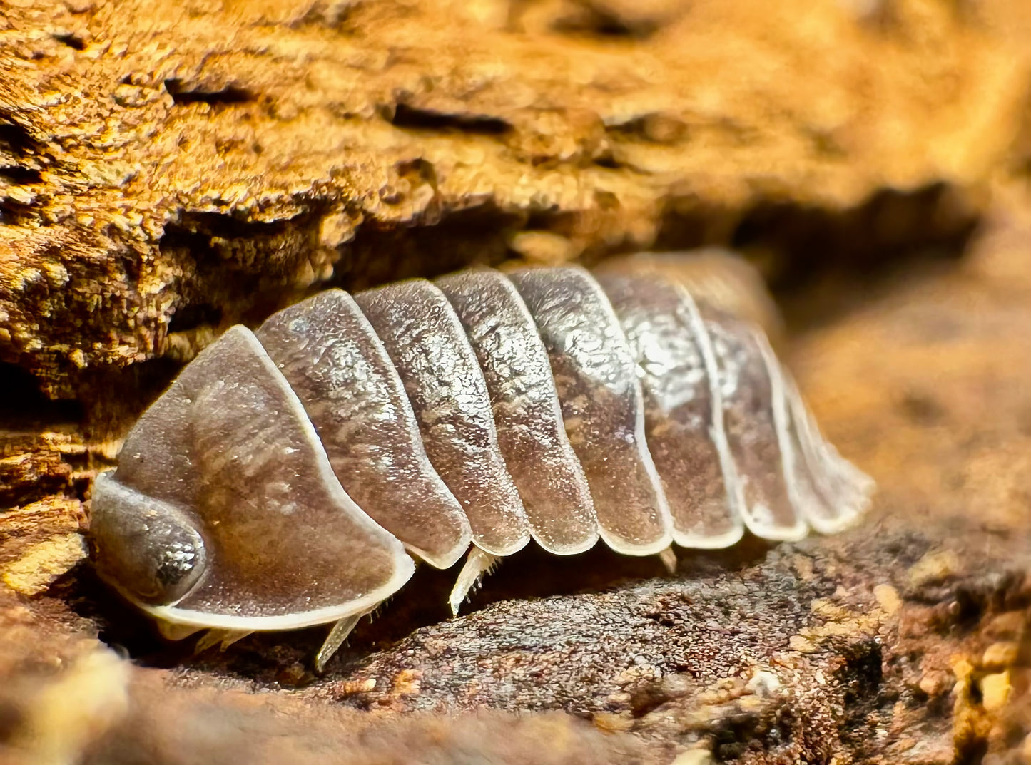 Filipinodillo sp "Nakar"