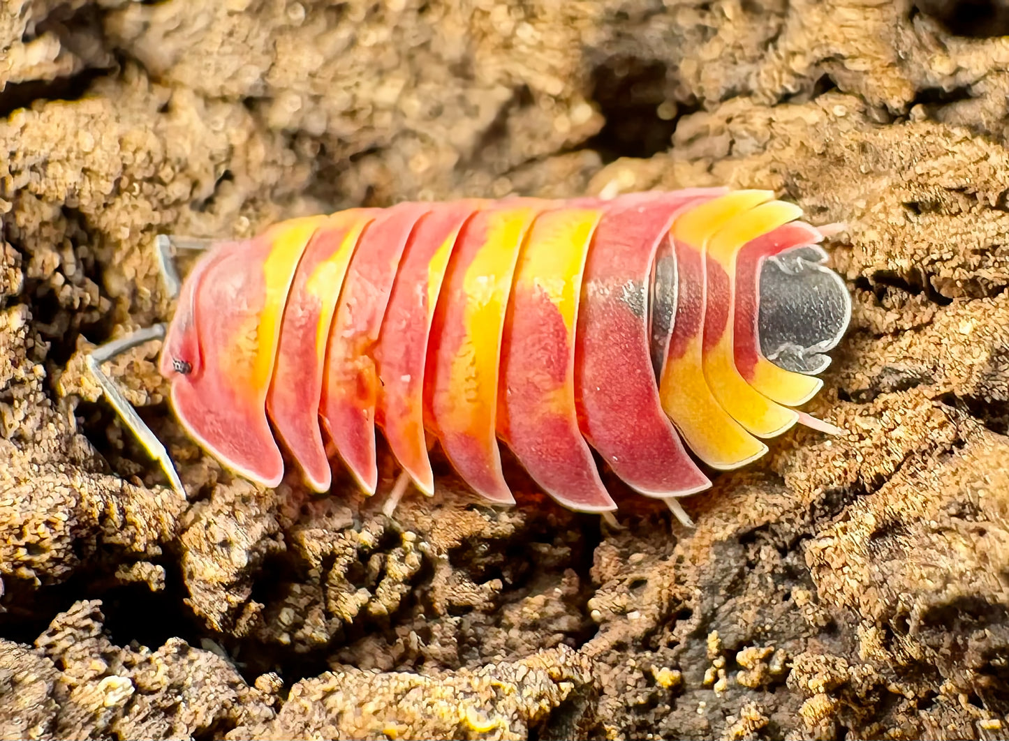 Ardentiella sp "Scarlet"