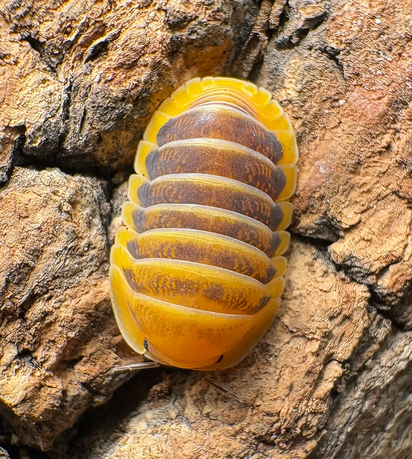 Cubaris sp "Sunset Jupiter"