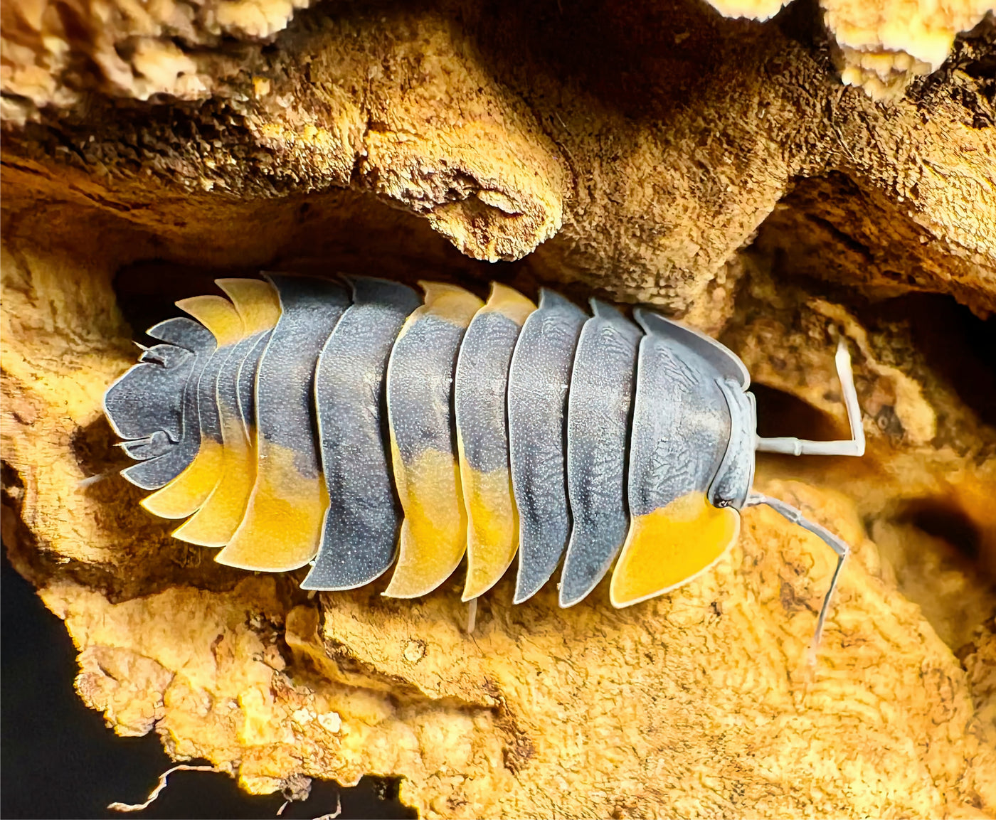 Ardentiella sp "Bicolor"