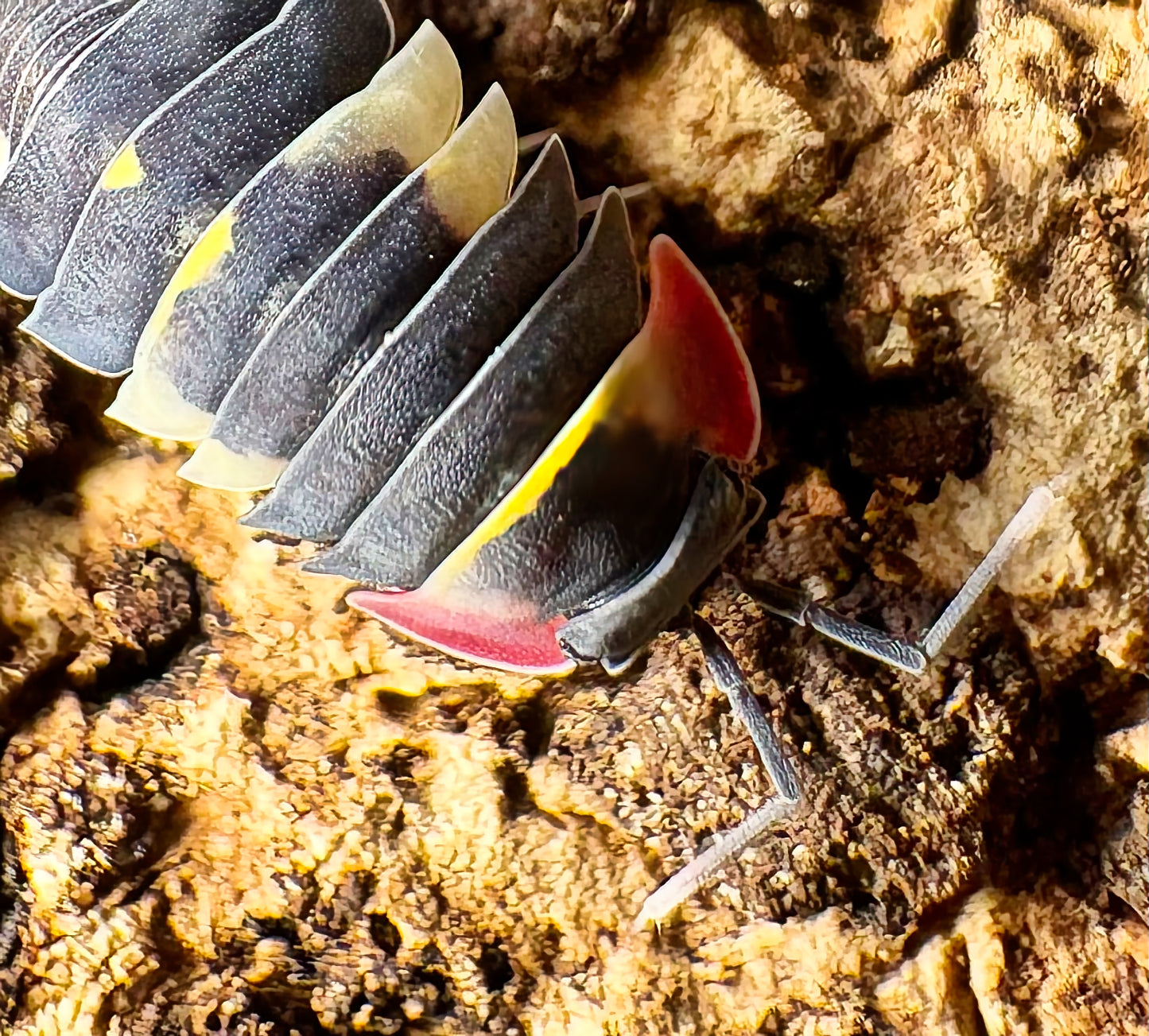 Ardentiella sp "Quadcolor"