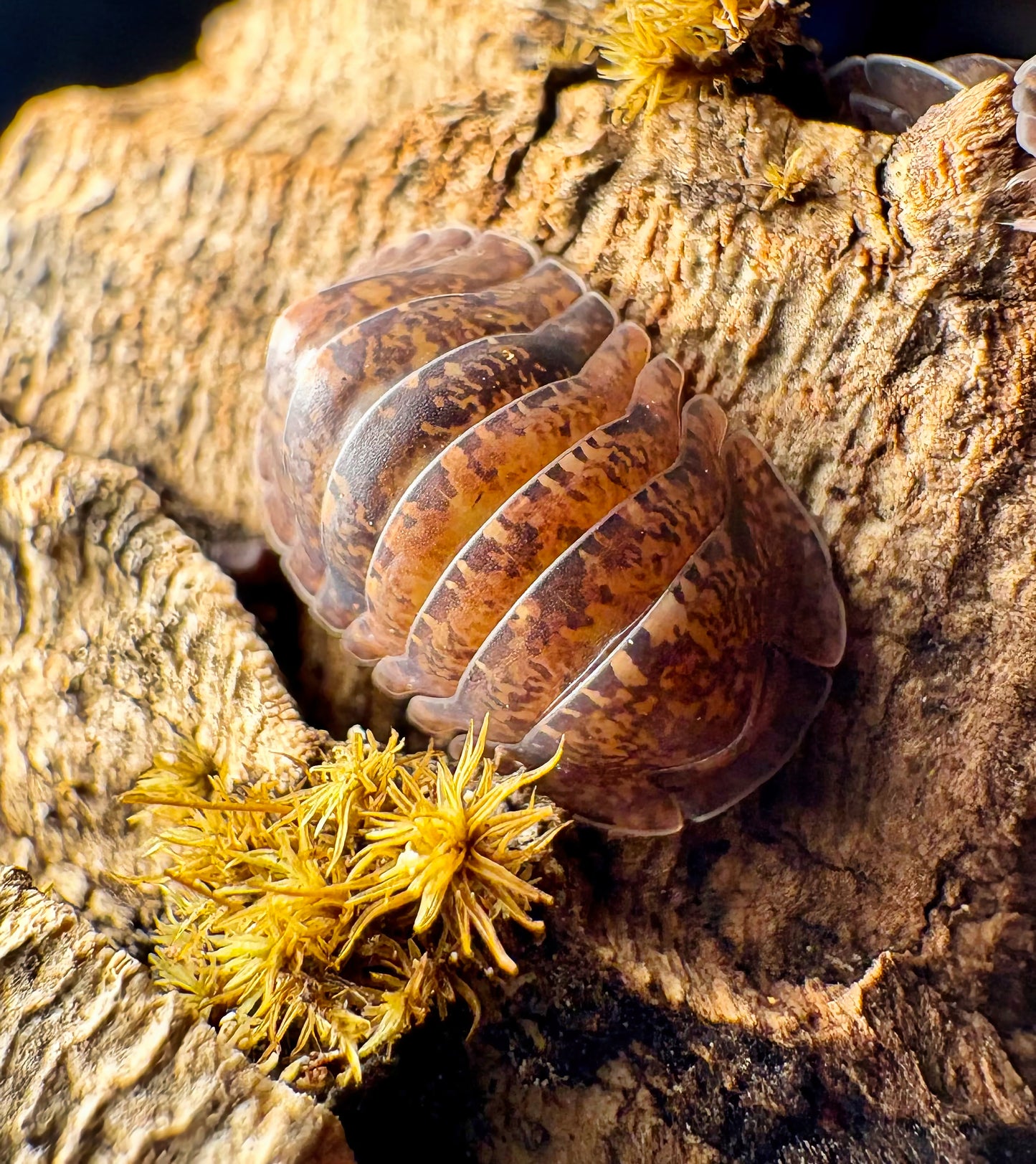 Filipinodillo sp "Giant Banahao"