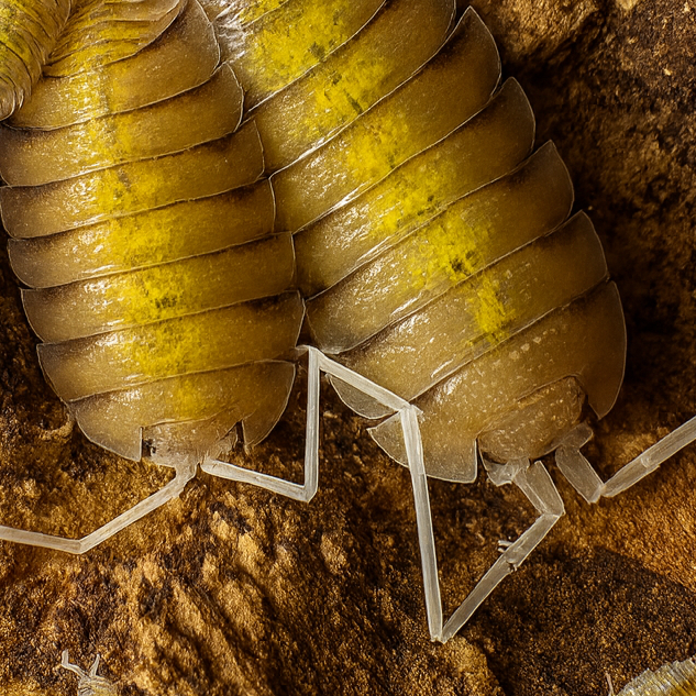 Porcellio bolivari "Yellow Ghost"