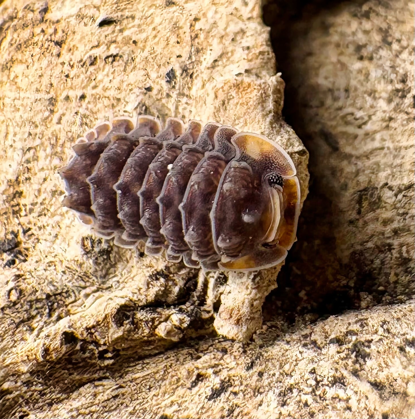Isopoda sp "Shiny Gator"