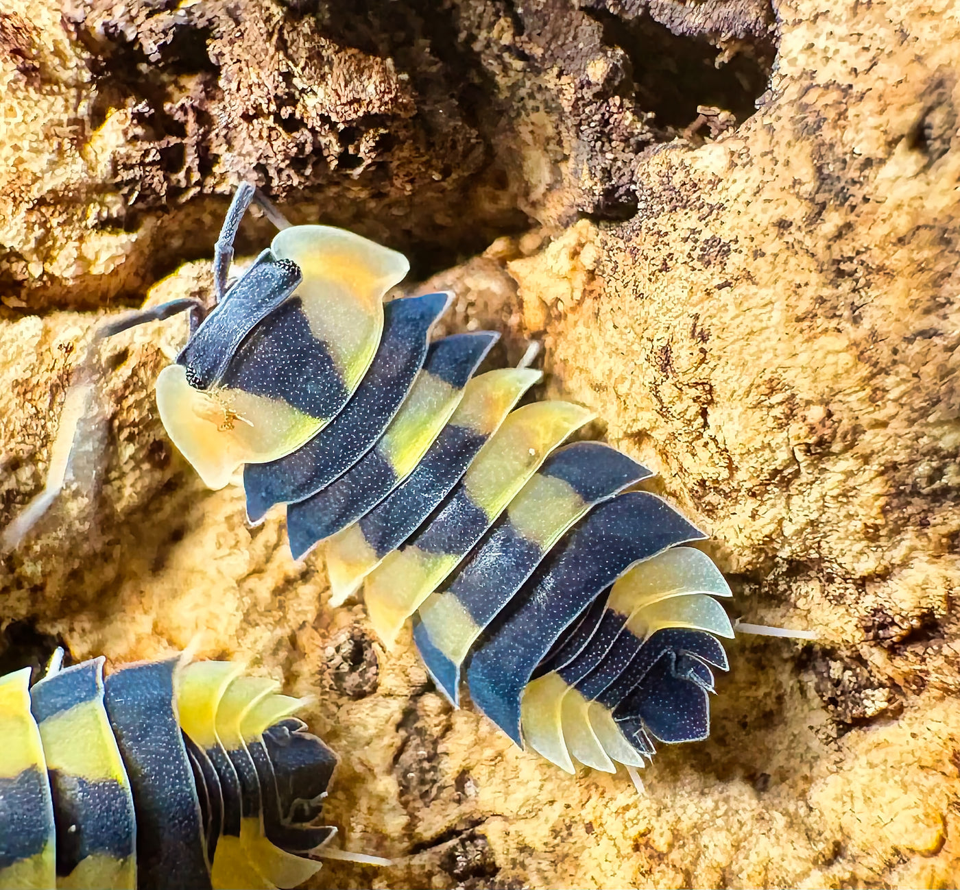 Ardentiella sp "Peach Phoenix"