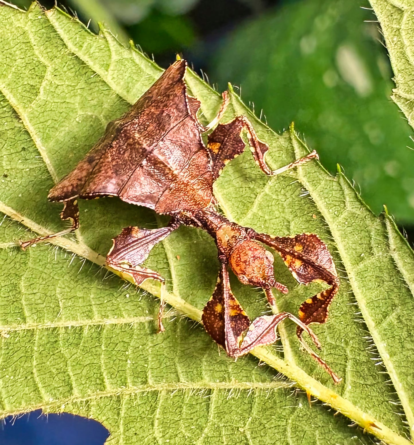 Pulchriphyllium giganteum "Tapah Hills" Nymphs