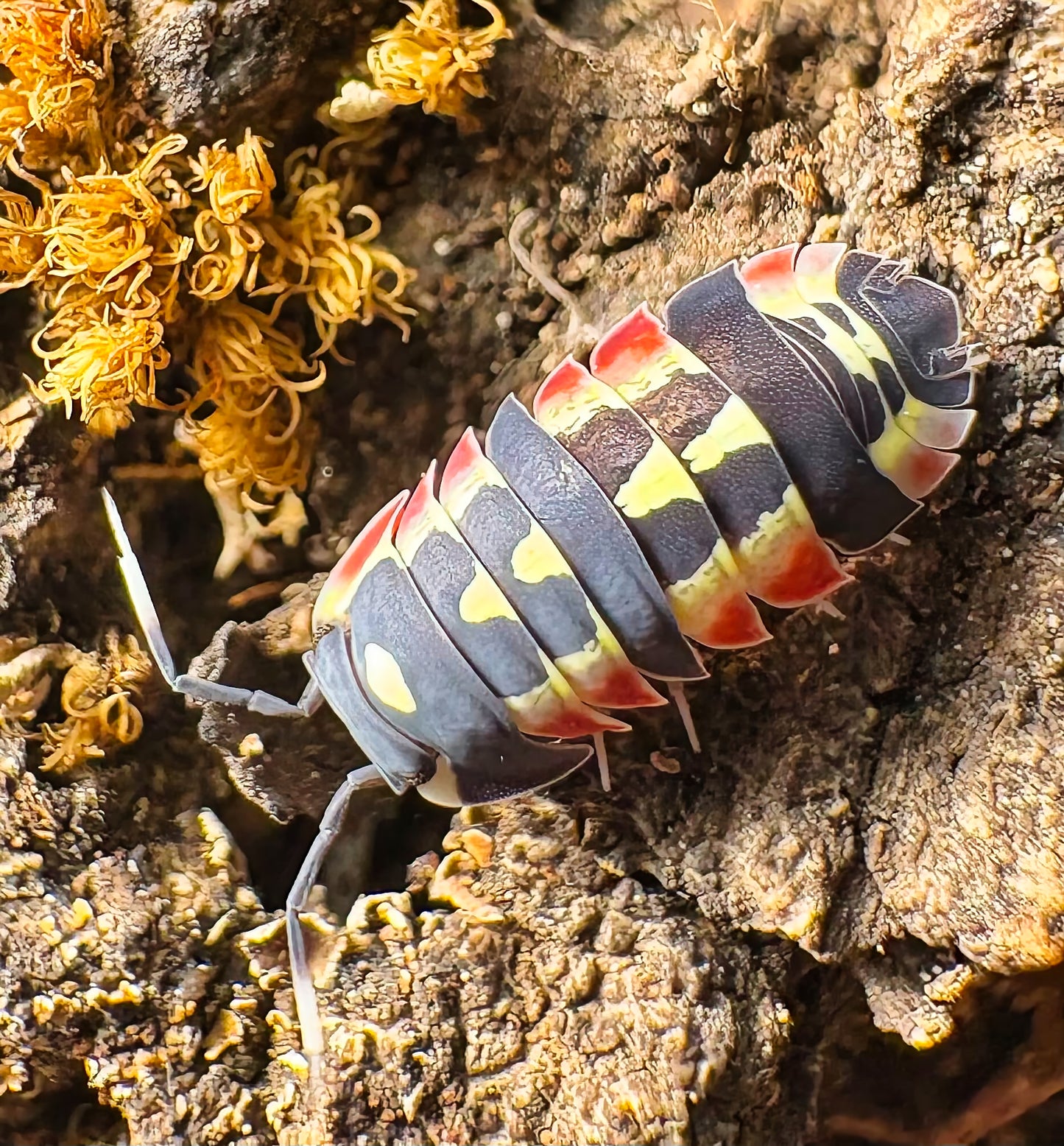 Ardentiella sp "Red Diablo"