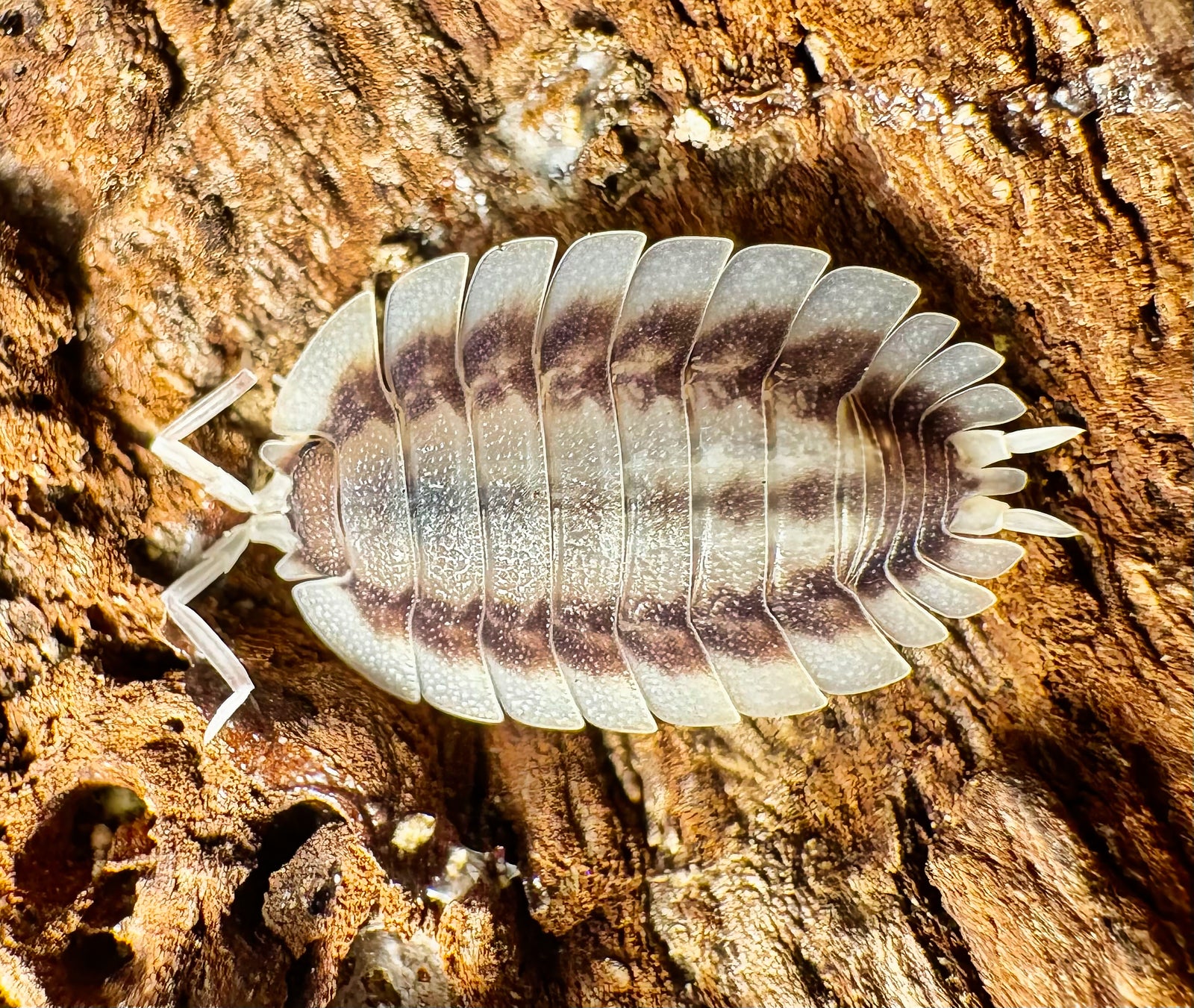 Featured isopod gallery image 4