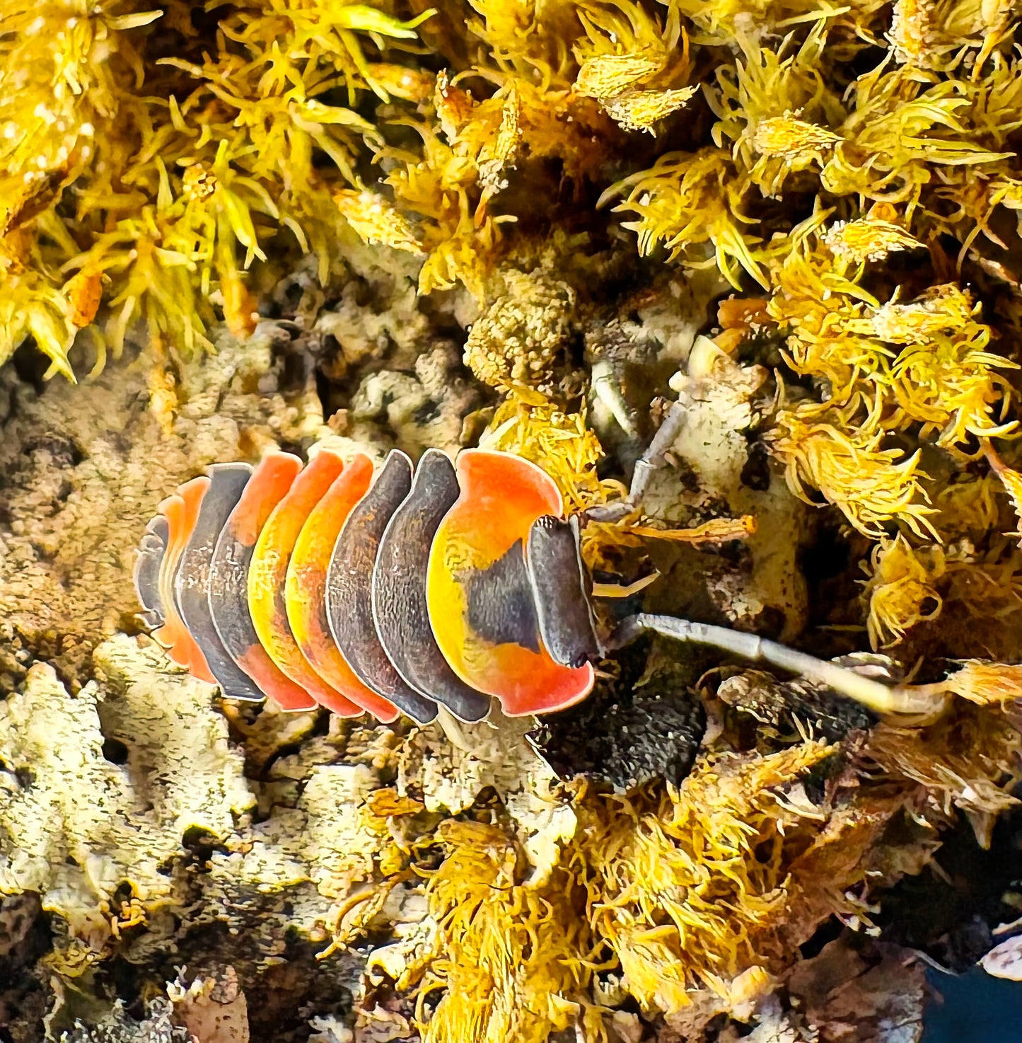 Ardentiella sp "Blister Fire"