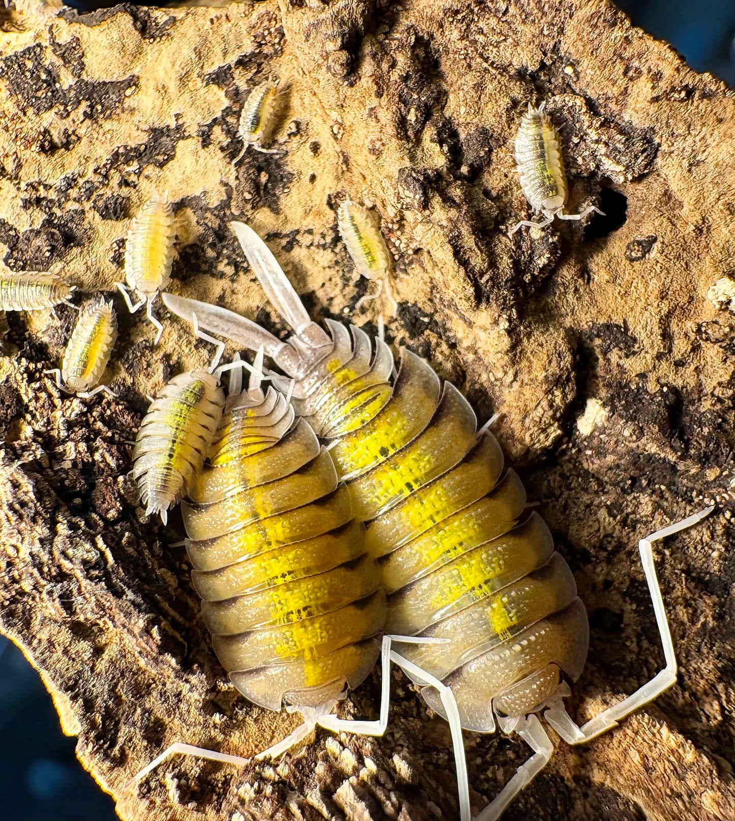 Porcellio bolivari "Yellow Ghost"