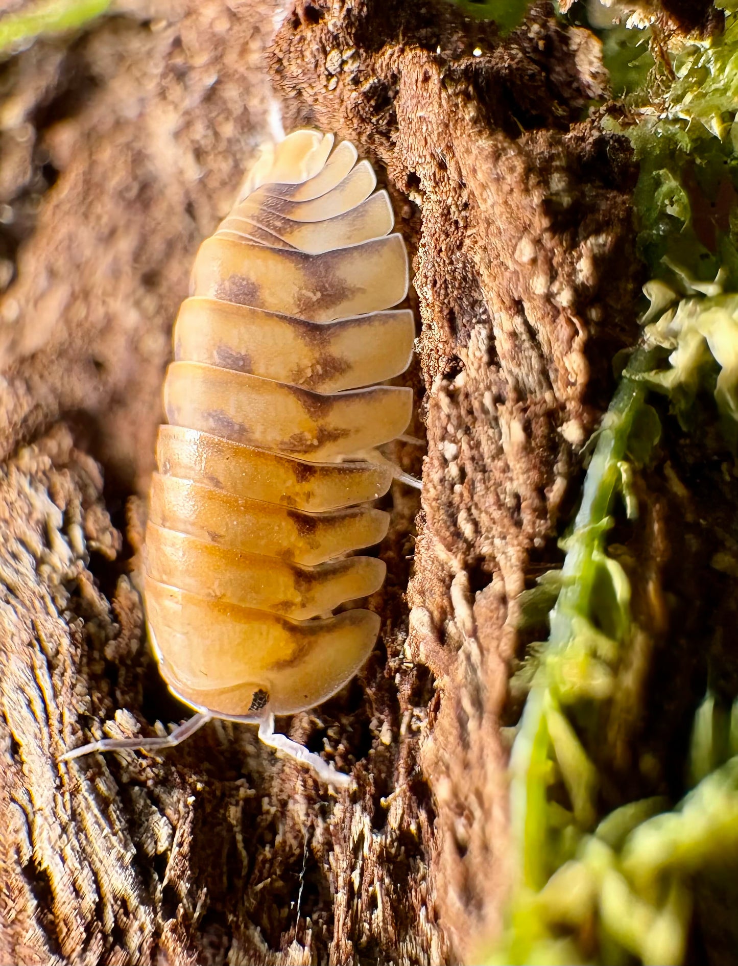 Cubaris sp "Yellow Tiger"