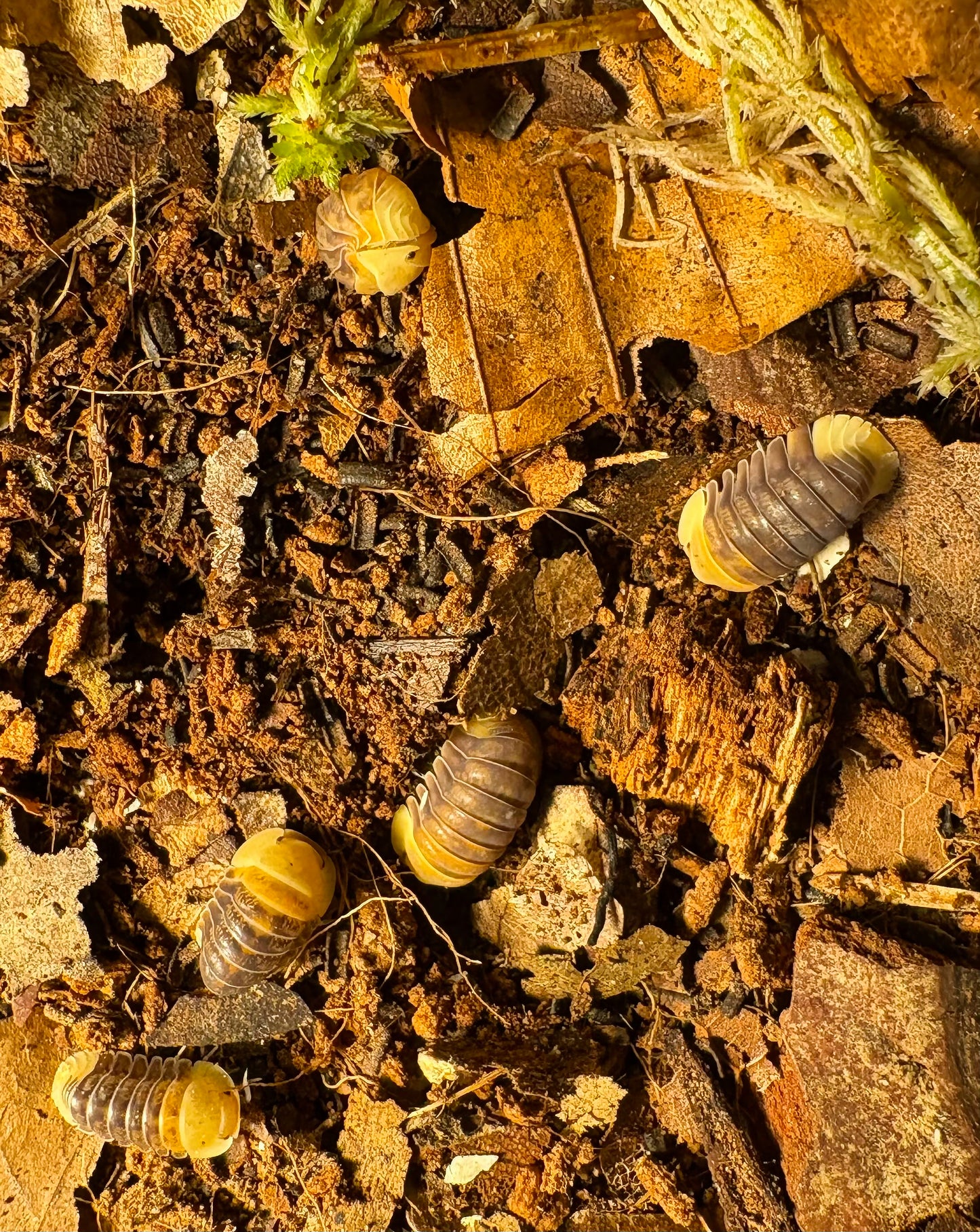 Cubaris sp "Rubber Ducky"