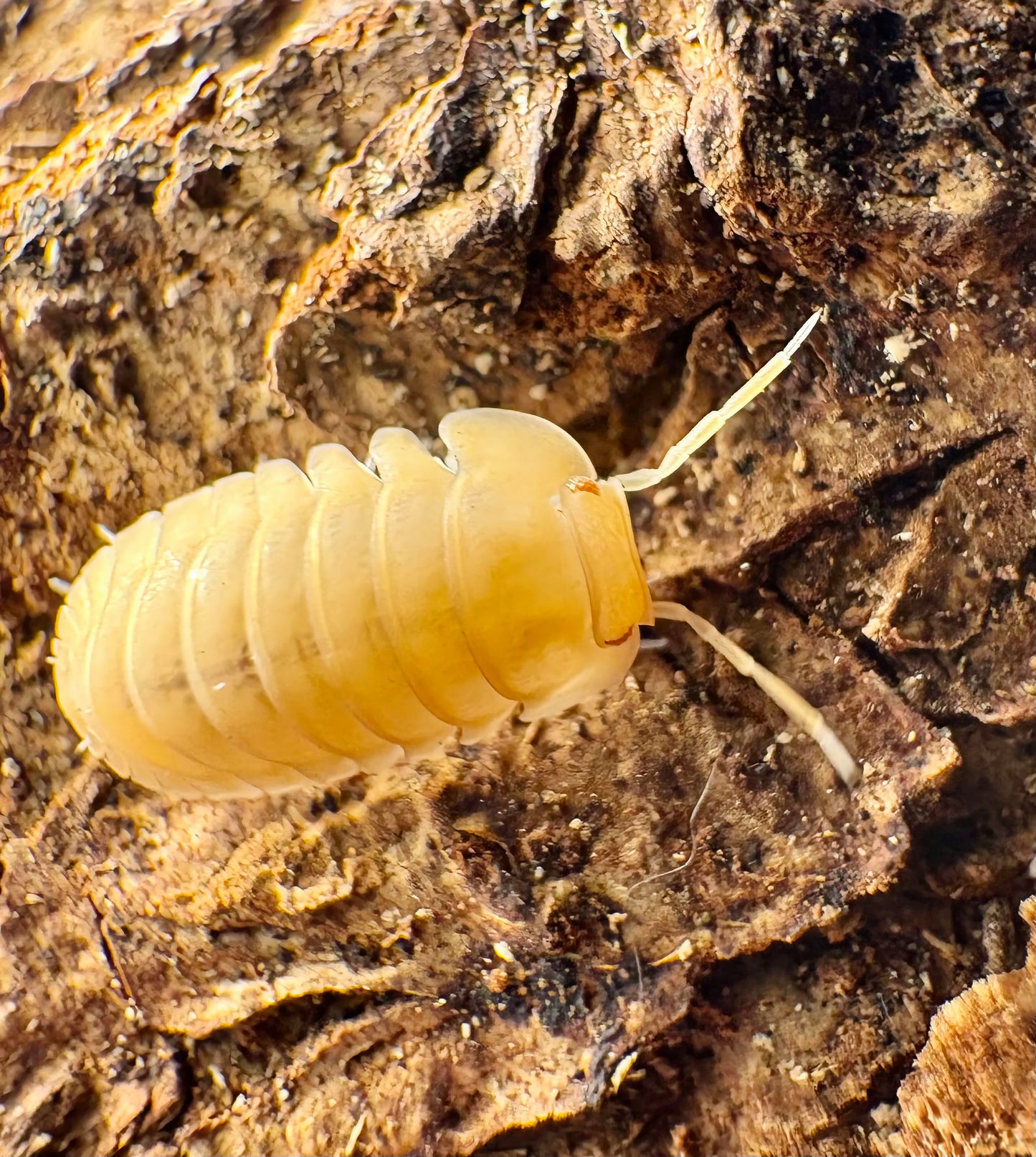 Cubaris sp "Red Edge Peach"