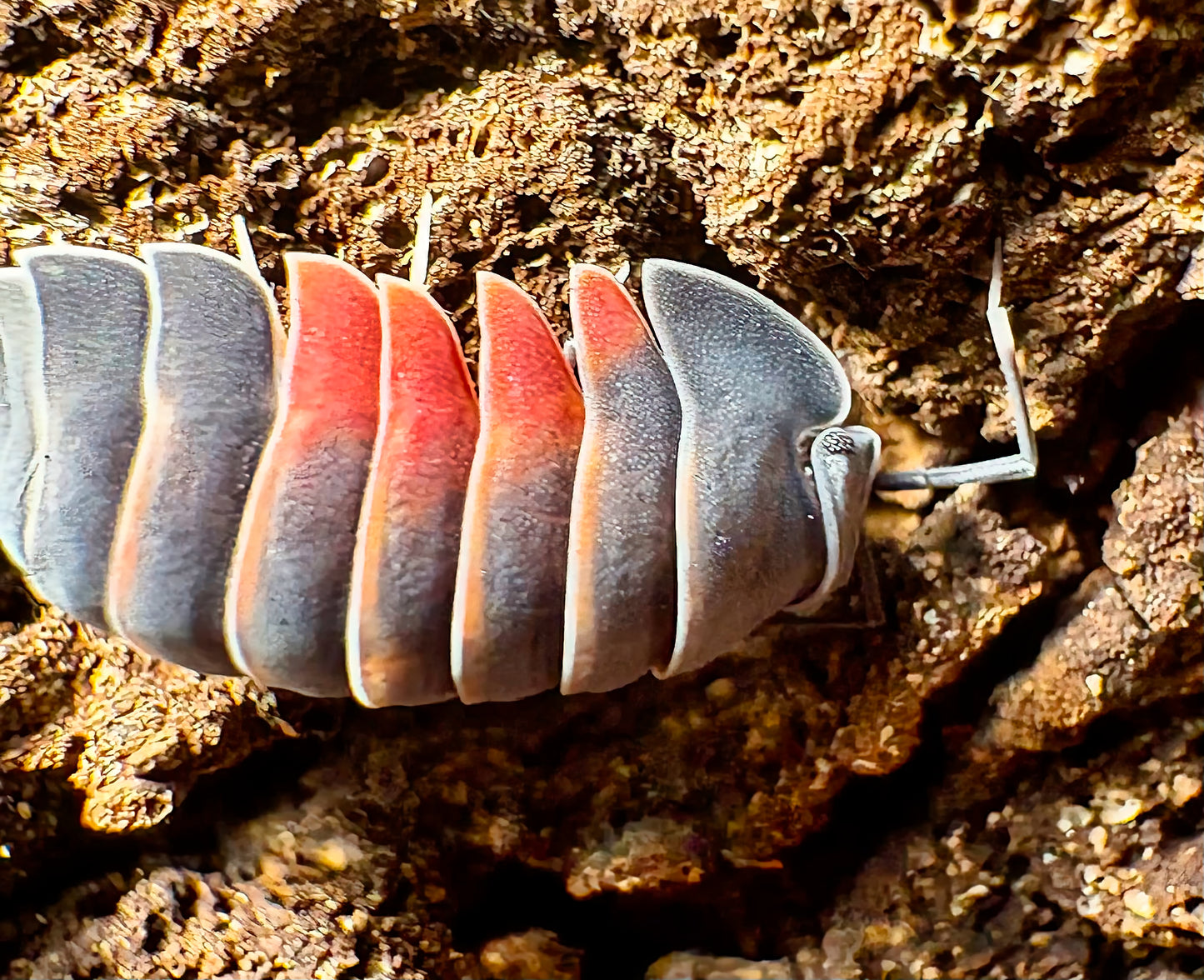 Ardentiella sp "Lava"