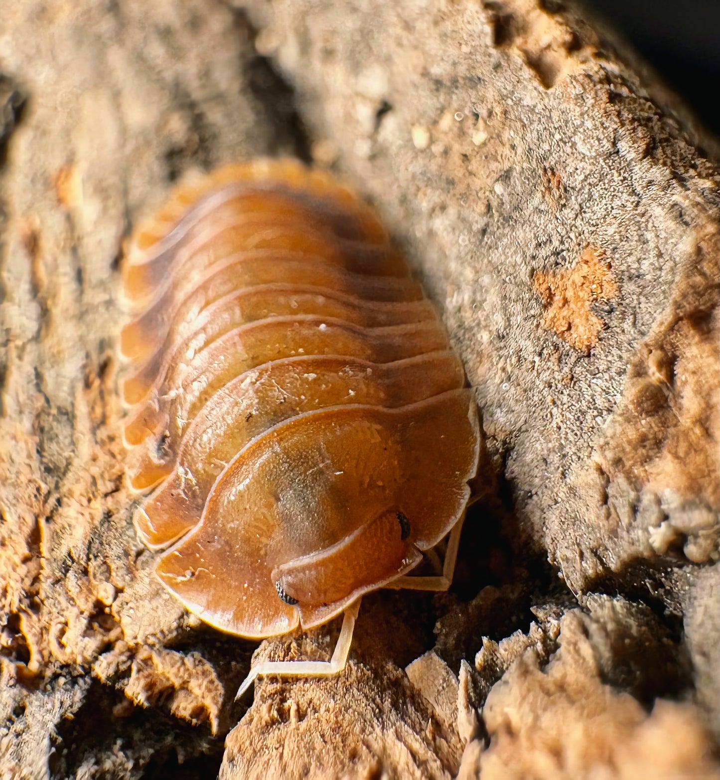 Troglodillo sp "Vex"