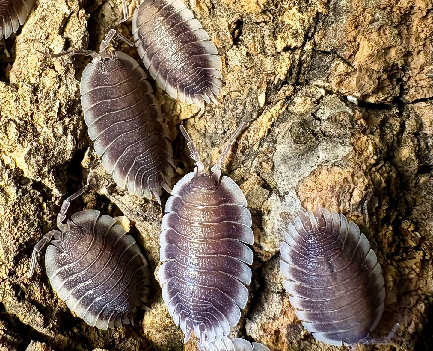 Porcellio werneri