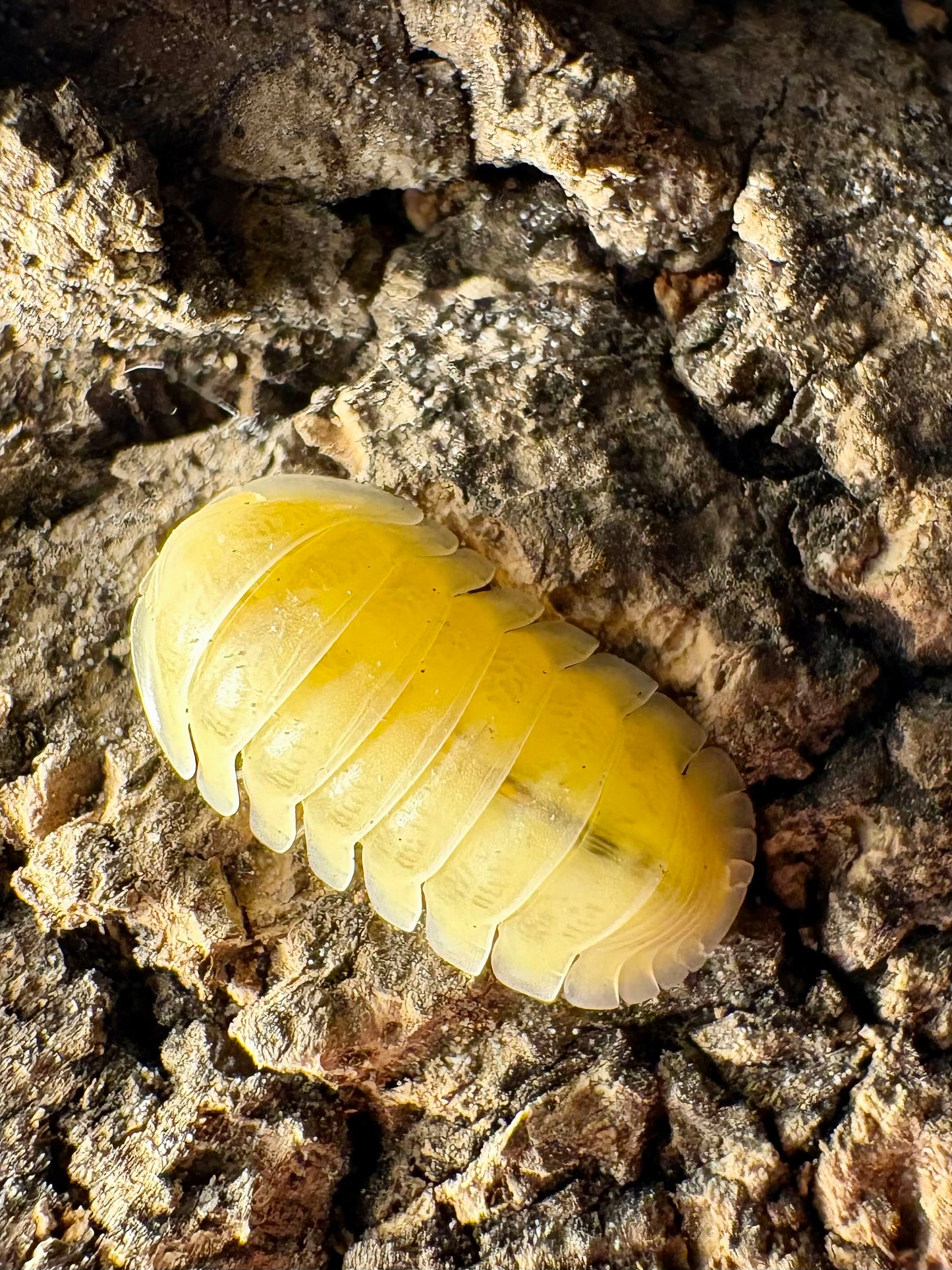 Cubaris sp "Frosty Jupiter"