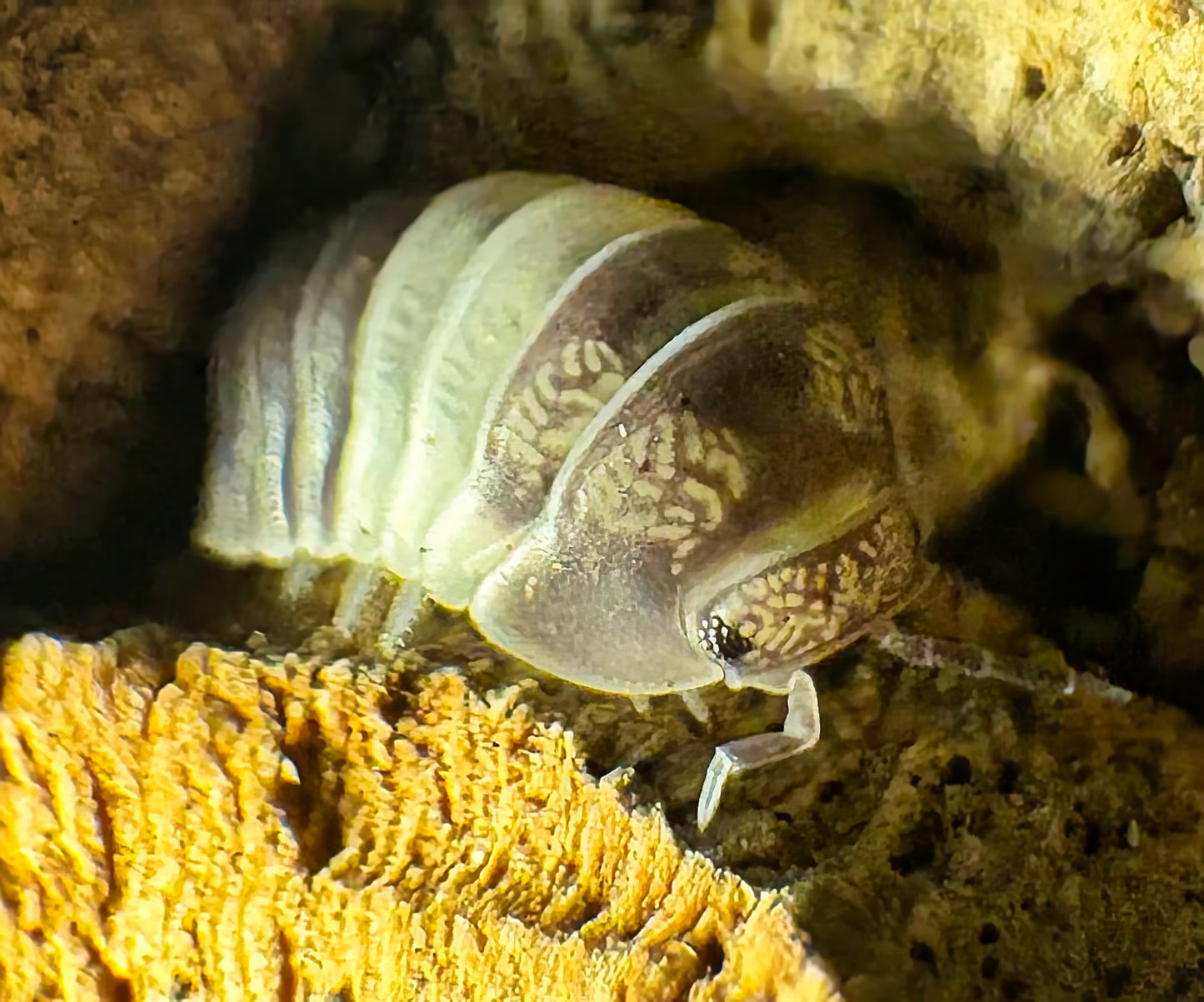 Cubaris sp "Panda King"