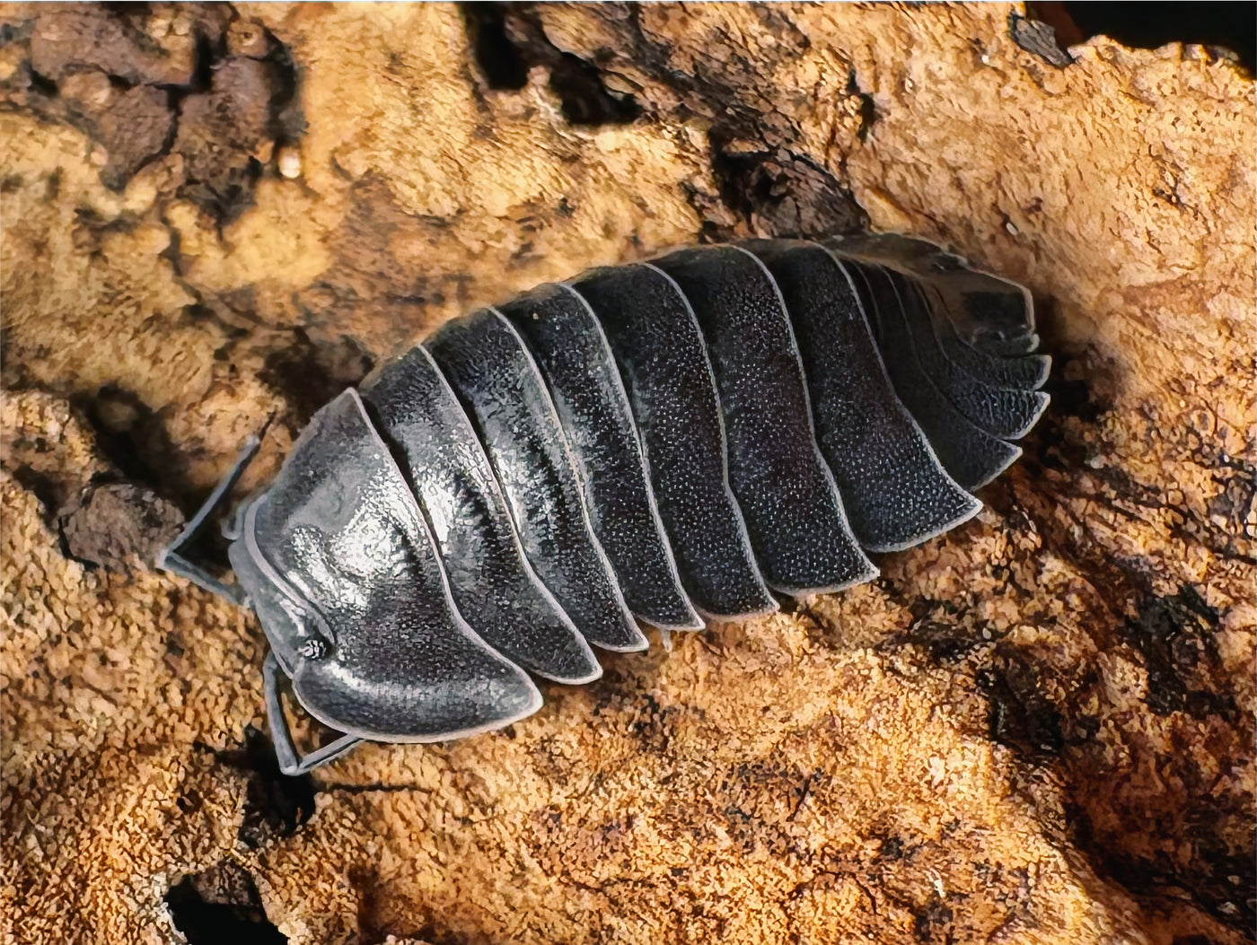 Ardentiella sp "Black Hole"