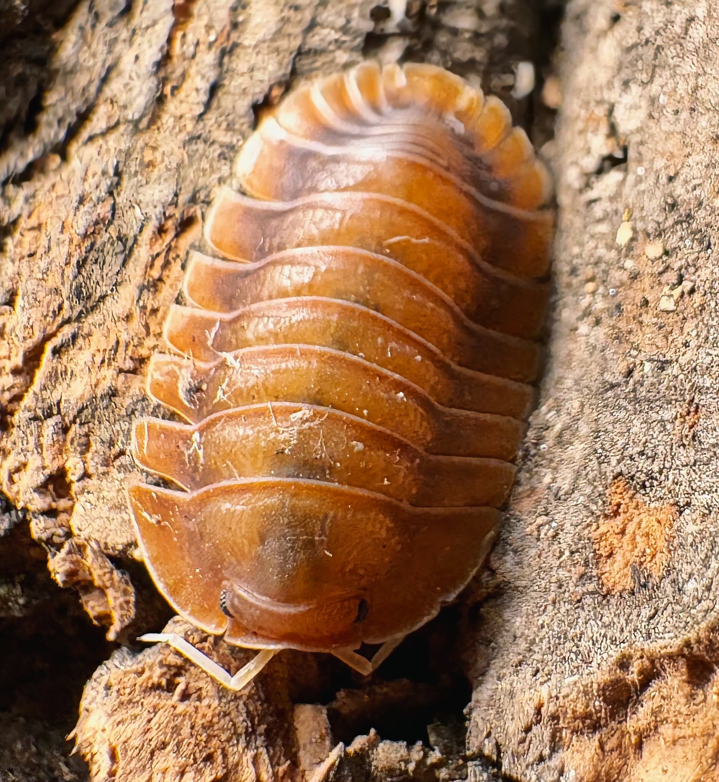 Troglodillo sp "Vex"
