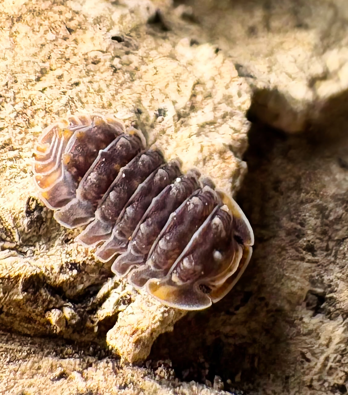 Isopoda sp "Shiny Gator"