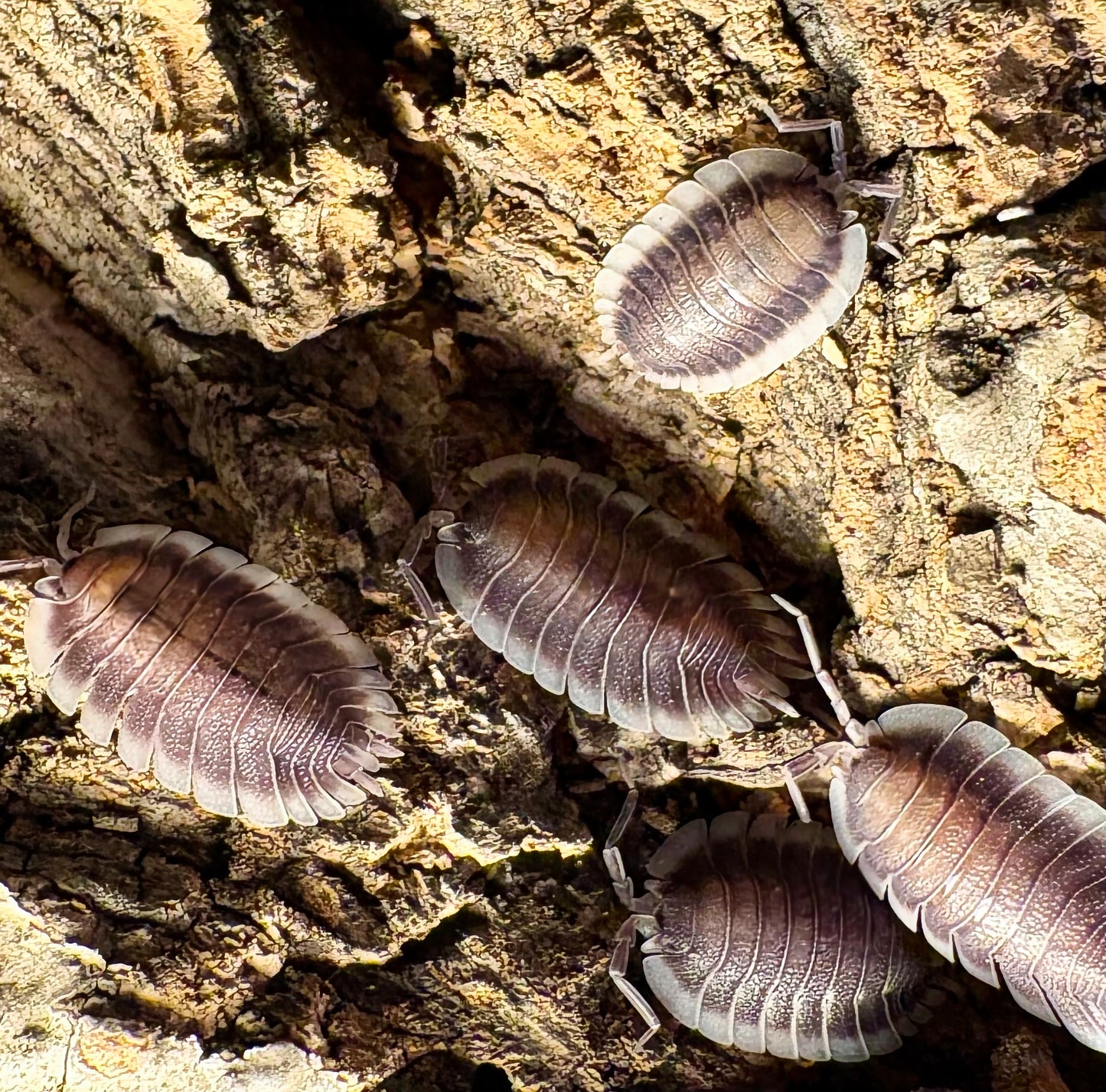 Porcellio werneri