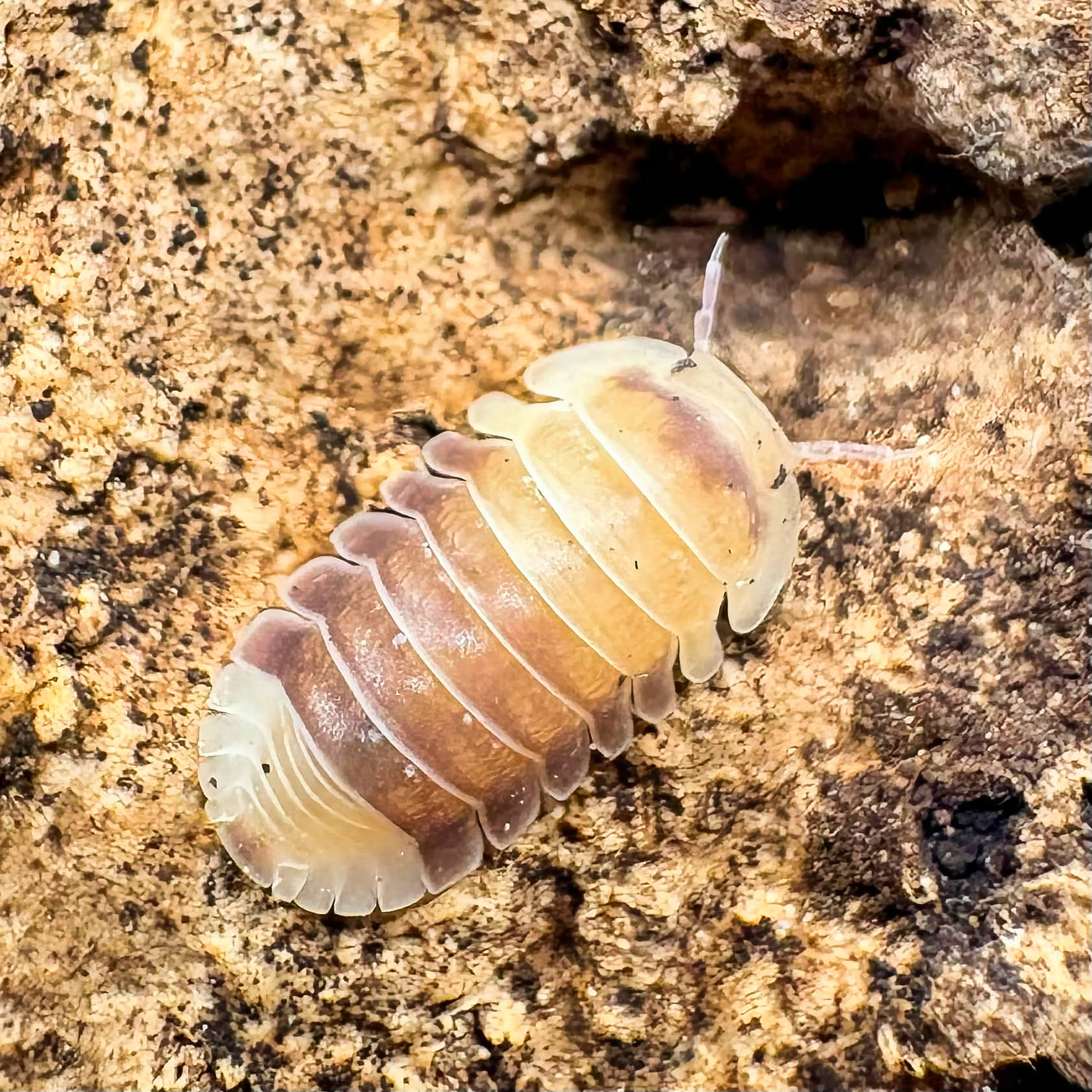 Cubaris sp "Snow Bee"