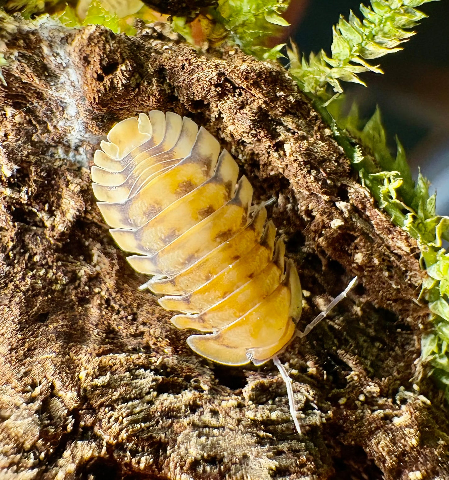 Cubaris sp "Yellow Tiger"