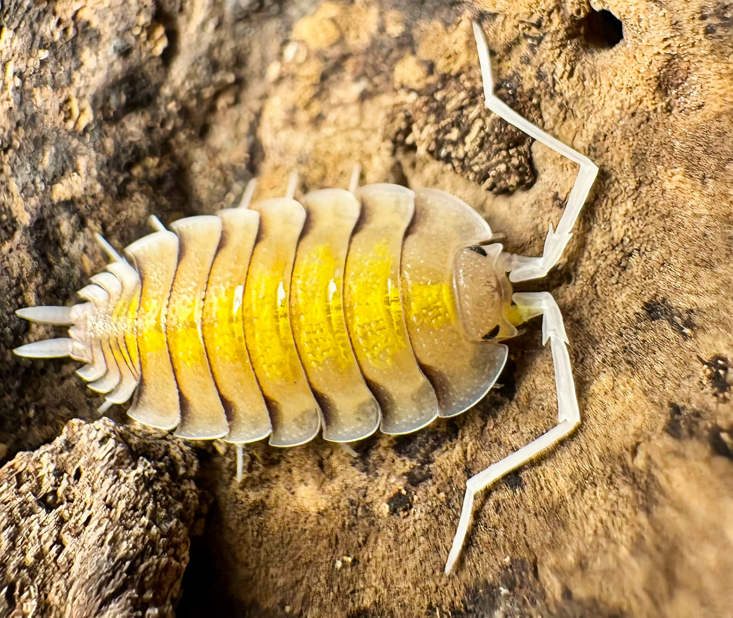 Porcellio bolivari "Yellow Ghost"