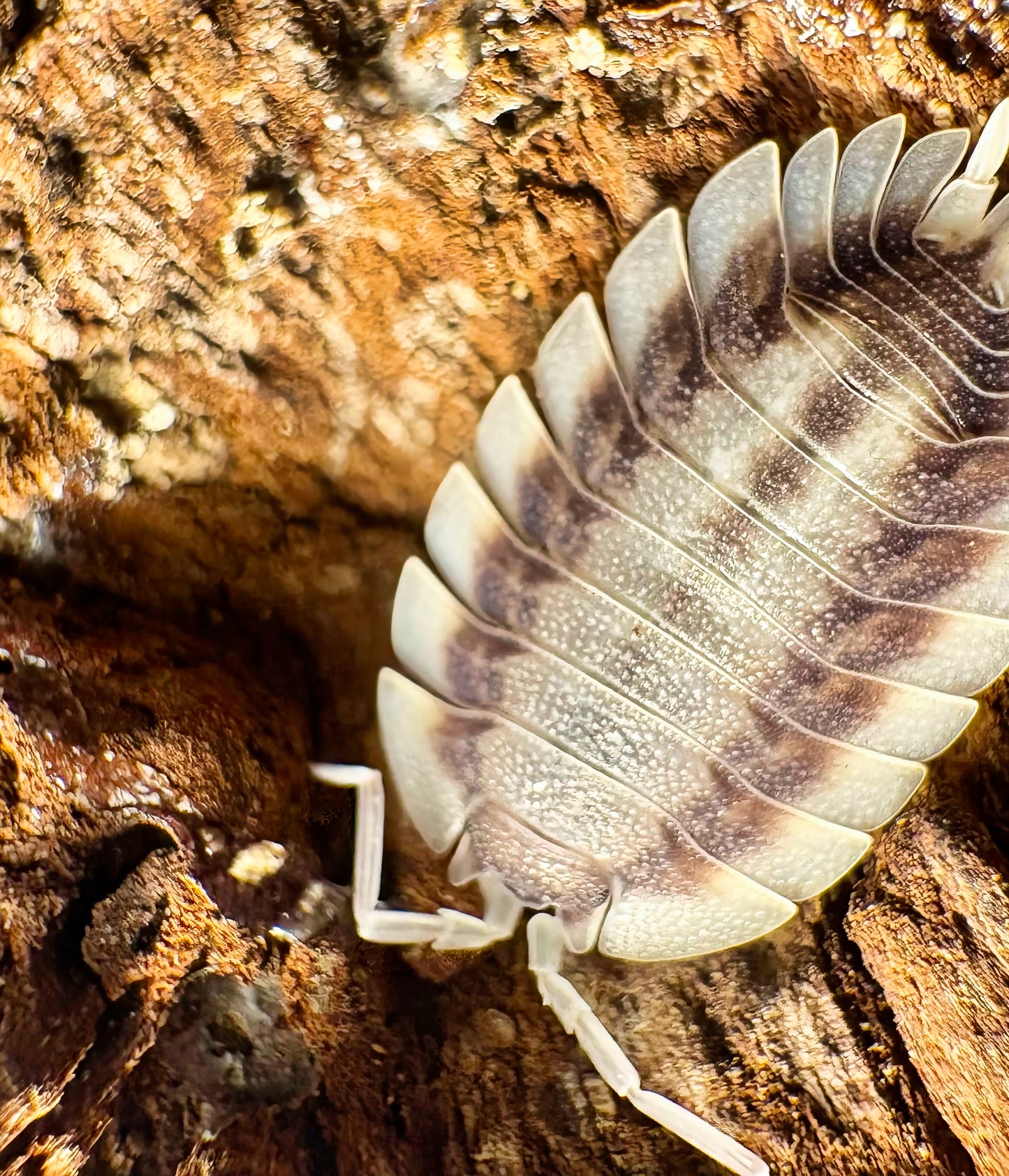 Porcellio werneri "Silverback"