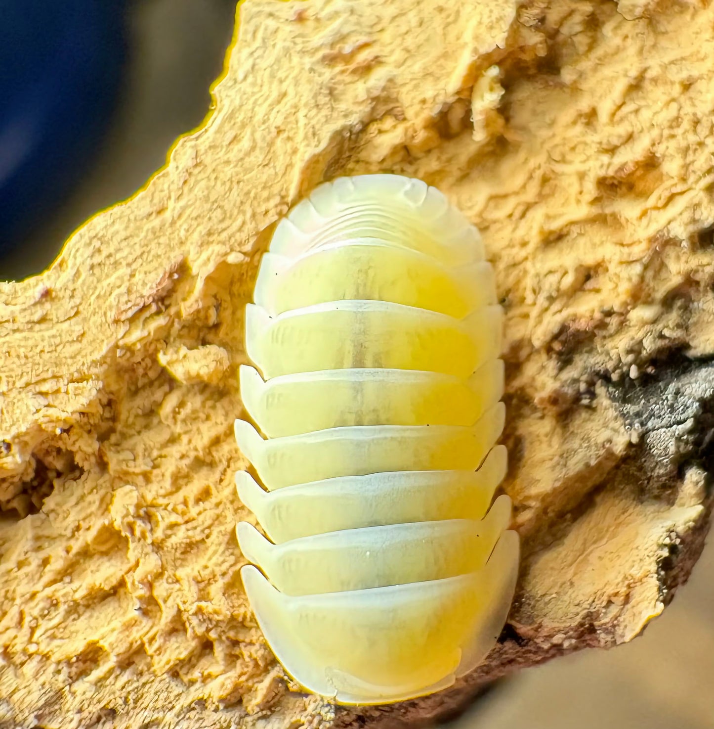 Cubaris sp "Frosty Jupiter"