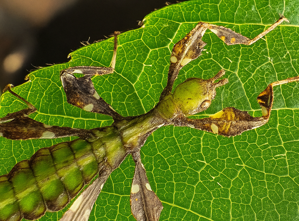 Phyllium gantungense "Rizal" Nymphs