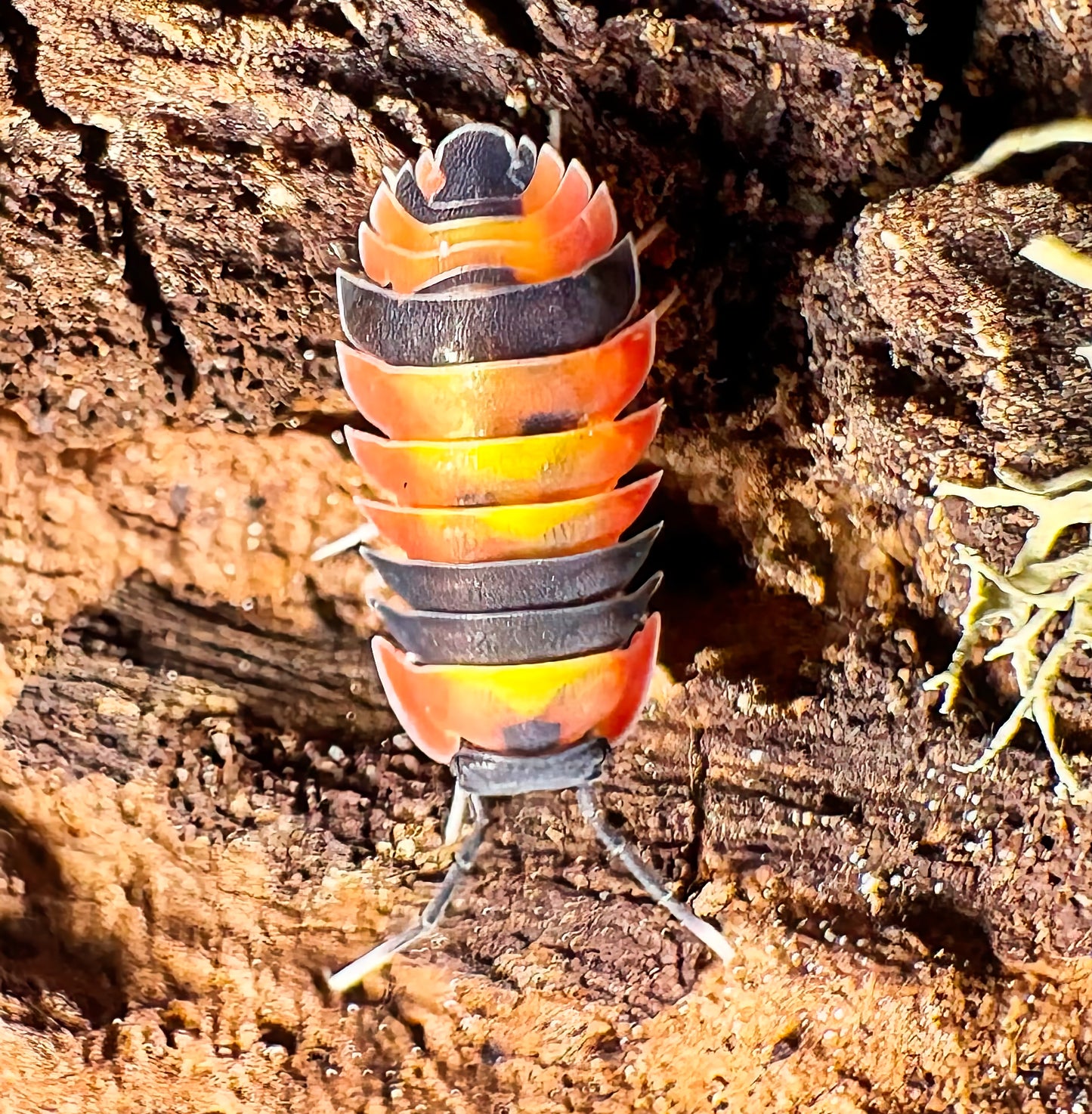 Ardentiella sp "Blister Fire"