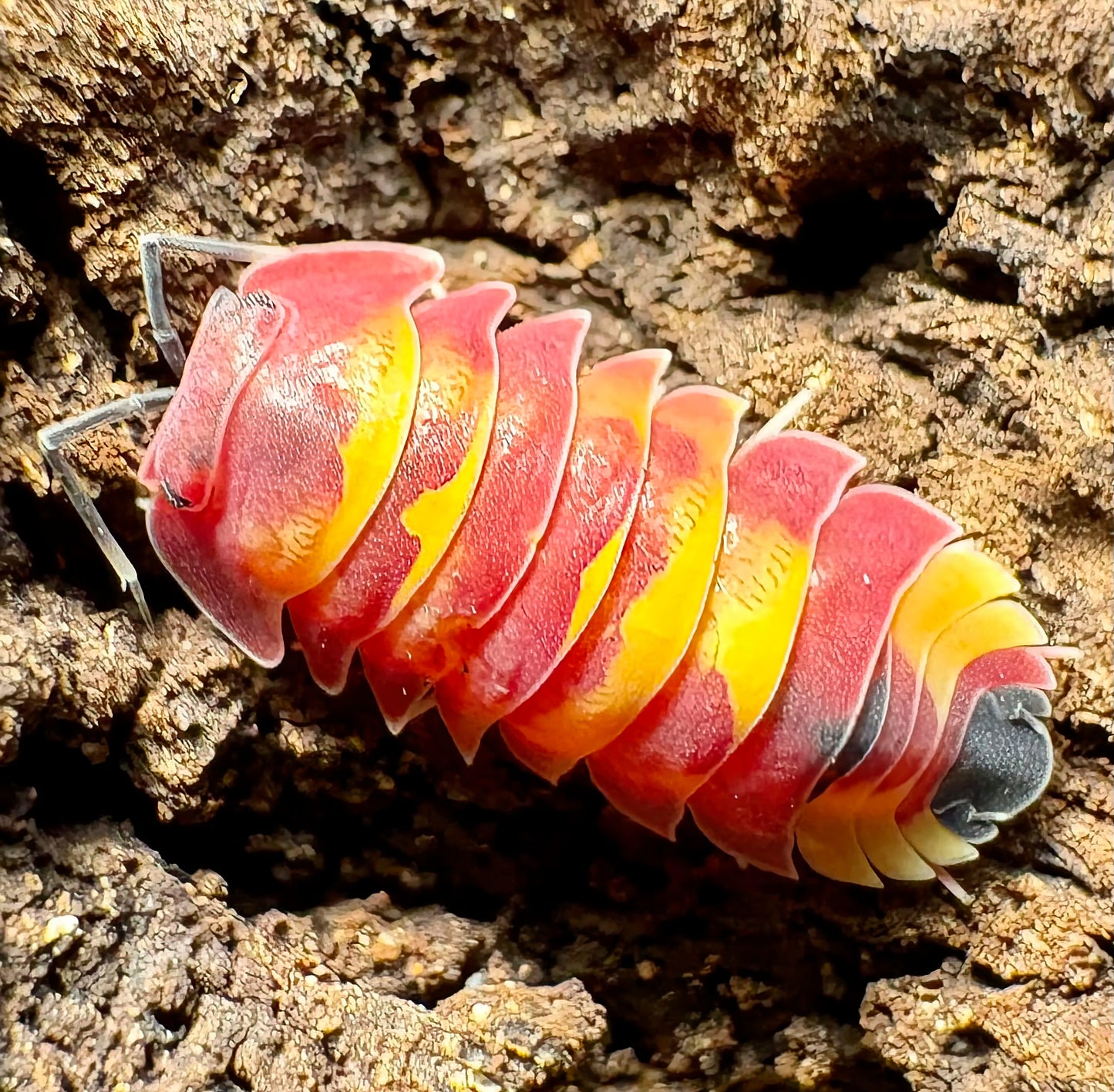 Ardentiella sp "Scarlet"