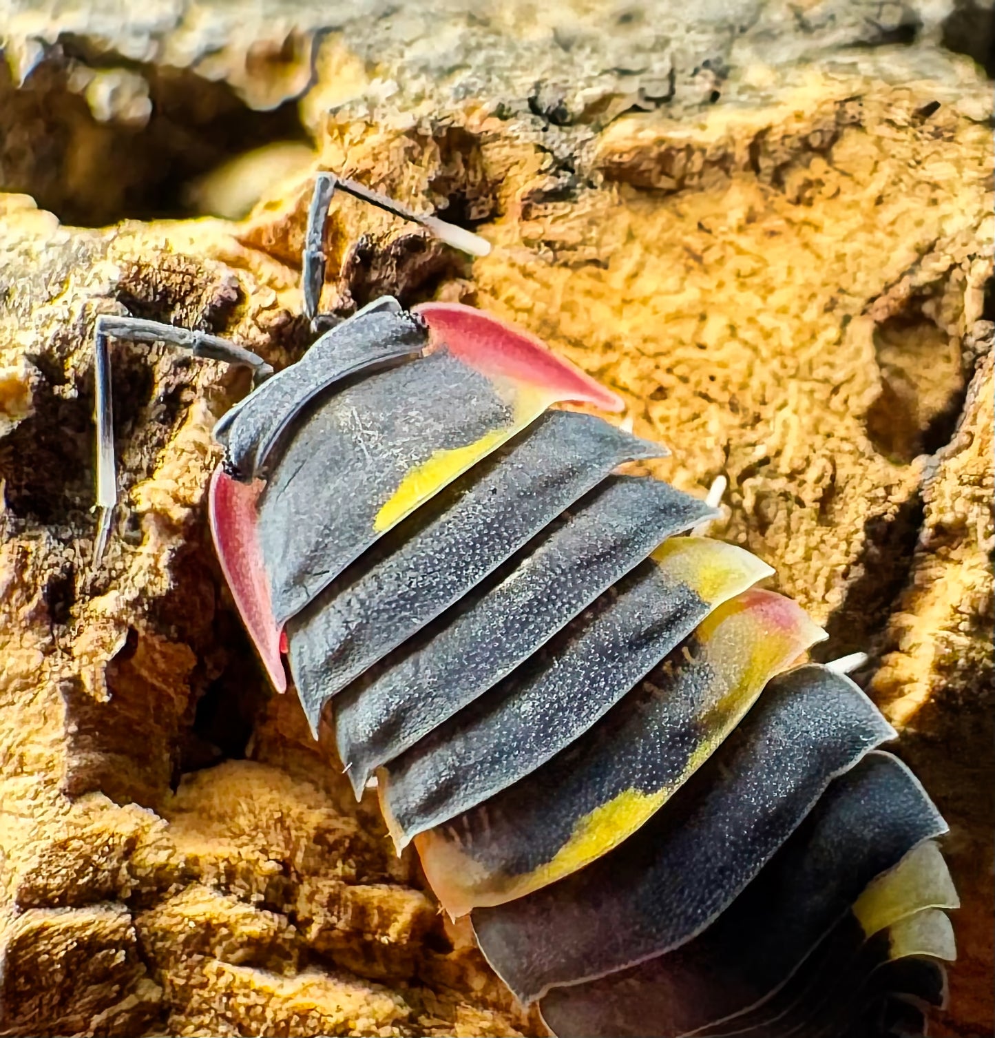 Ardentiella sp "Quadcolor"