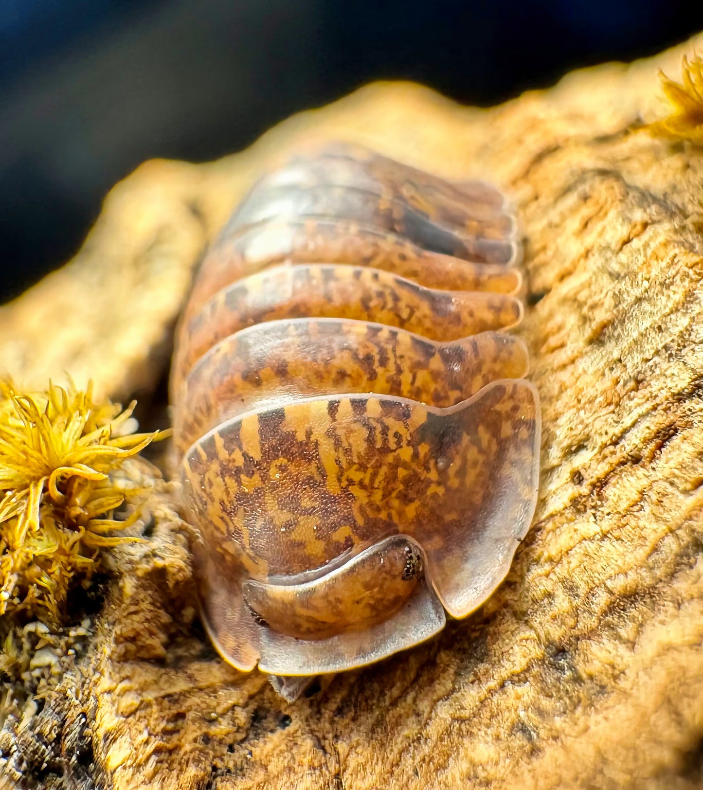 Filipinodillo sp "Giant Banahao"