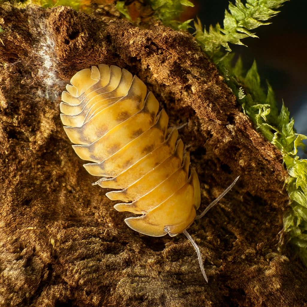 Cubaris sp "Yellow Tiger"