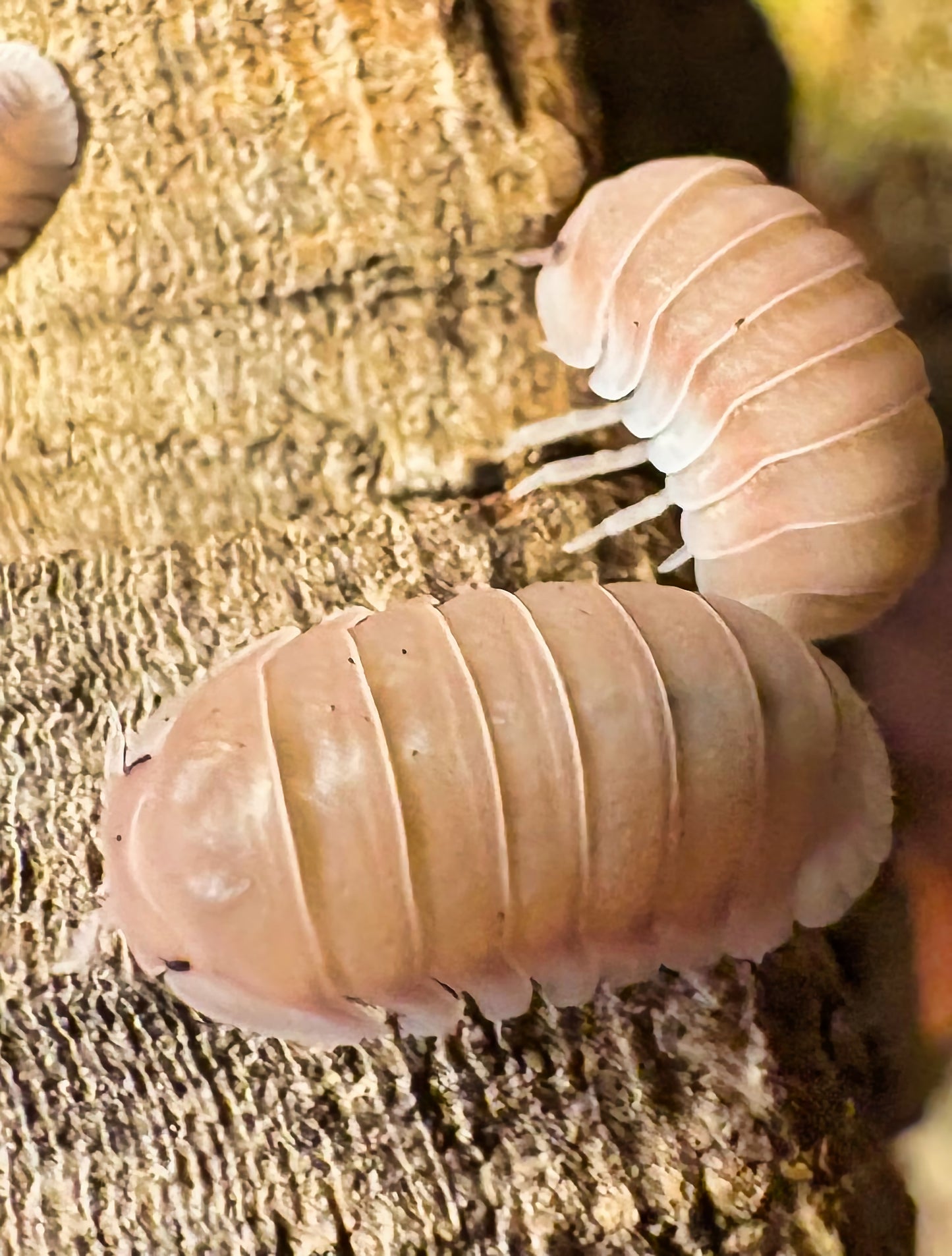 Cubaris sp "Pink Rose"