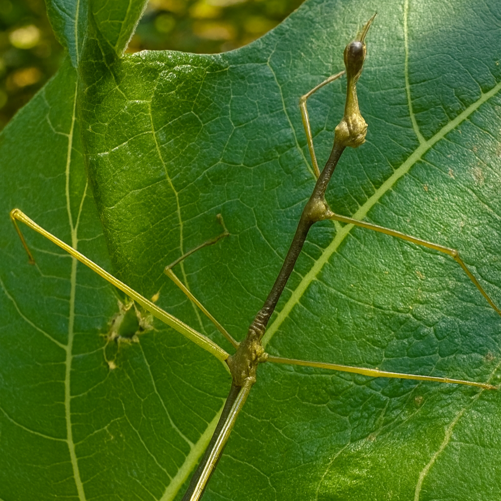 Horsehead Grasshopper Nymphs