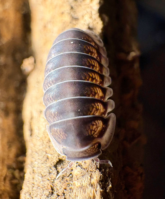 Cubaris sp "Happy Nun"