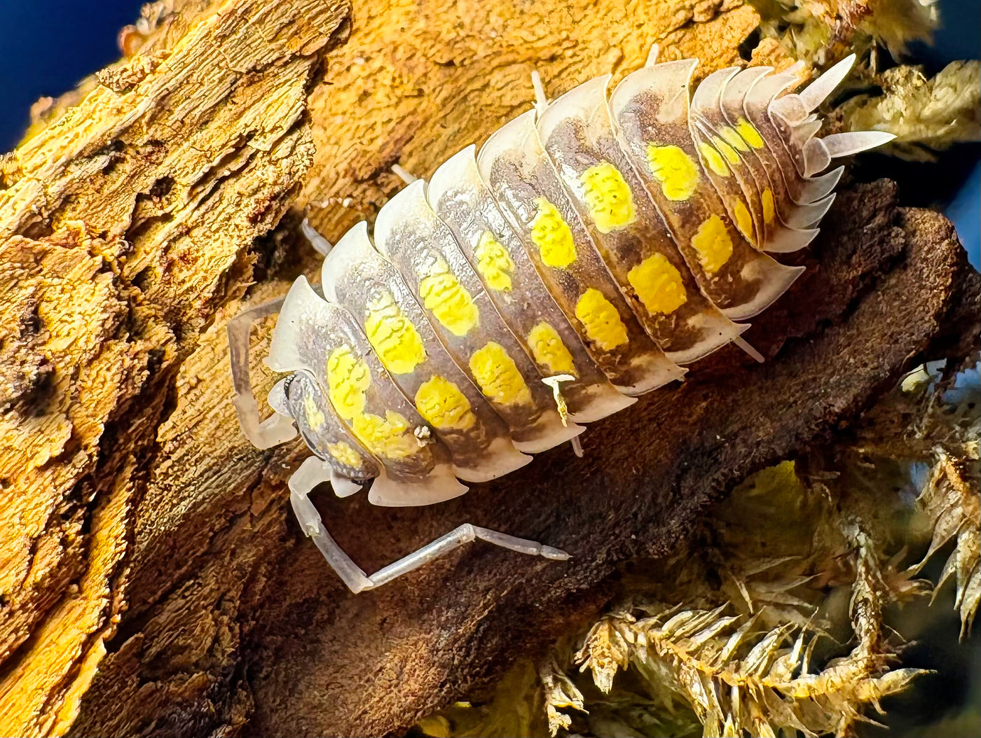 Porcellio Haasi "High Yellow"