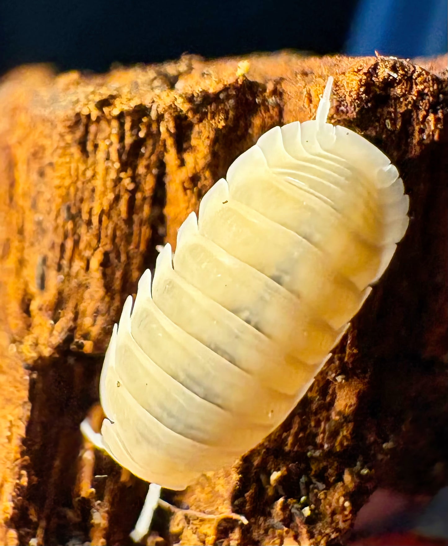 Cubaris sp "Murina Glacier"