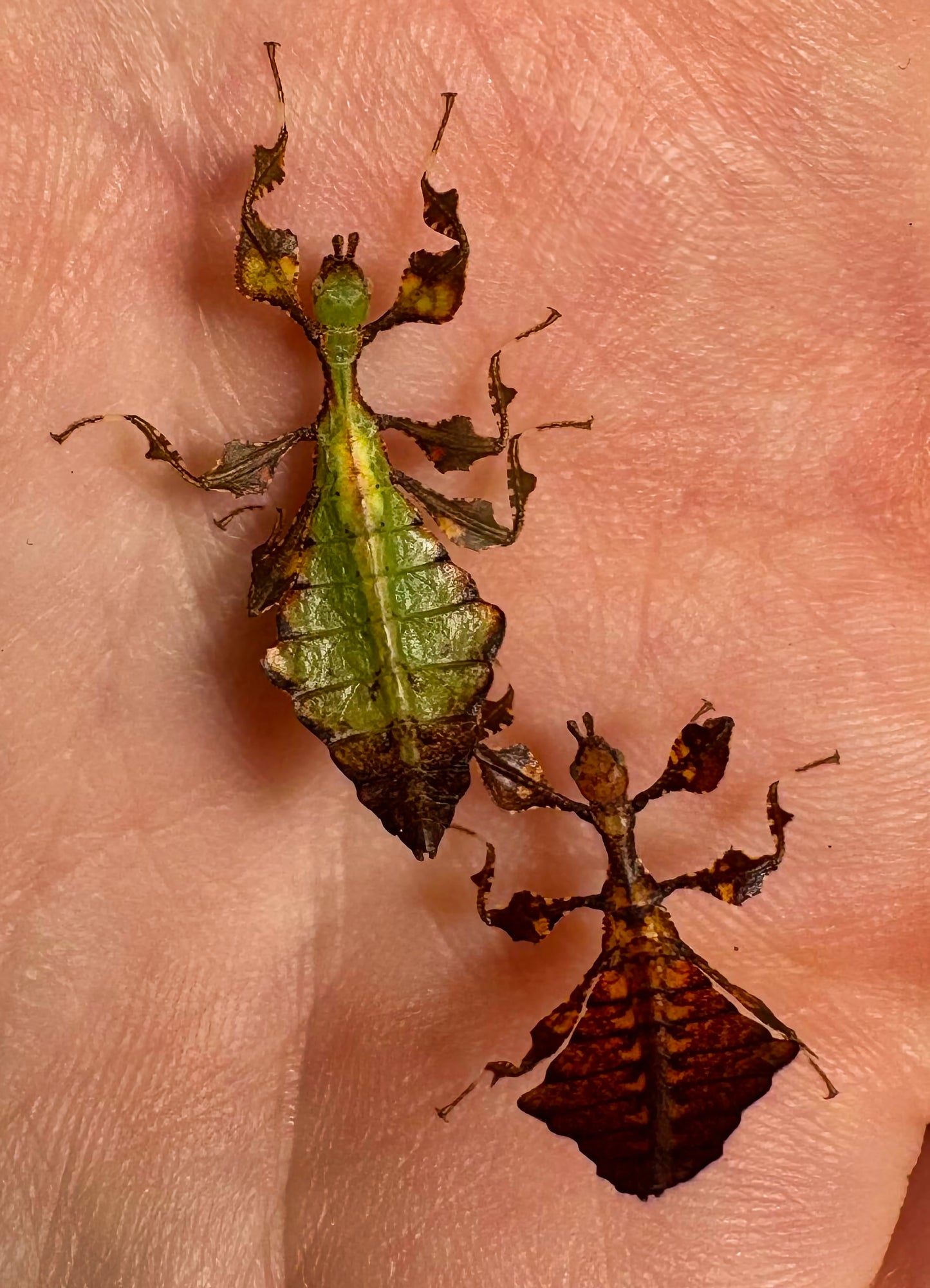 Pulchriphyllium giganteum "Tapah Hills" Nymphs