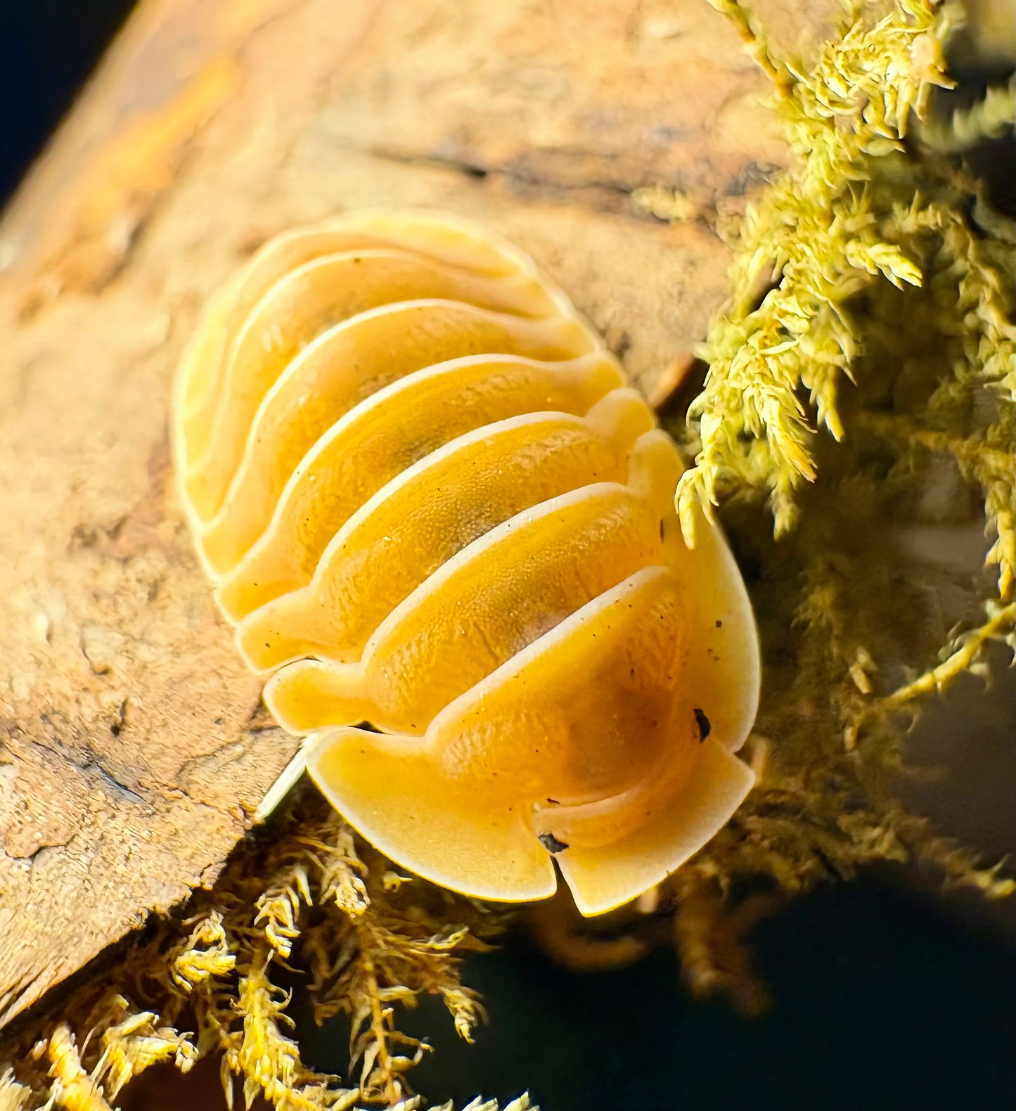 Cubaris sp "Crabby"
